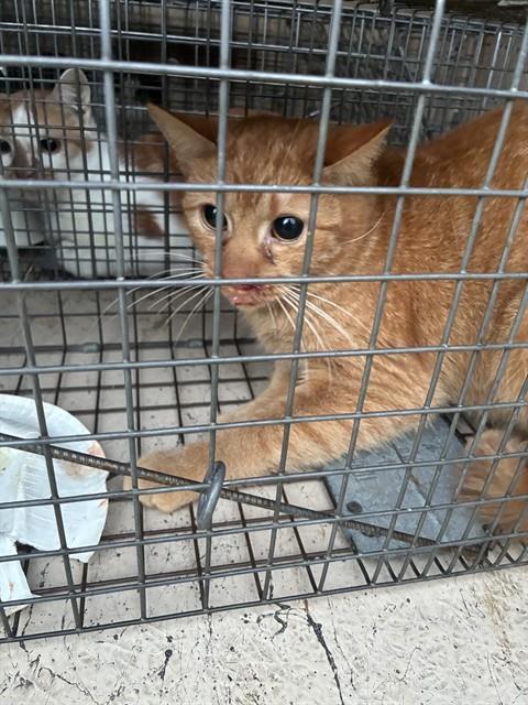 Enlarge TOULOUSE, a Adoptable Domestic Short Hair in Louisville, KY image 1/1