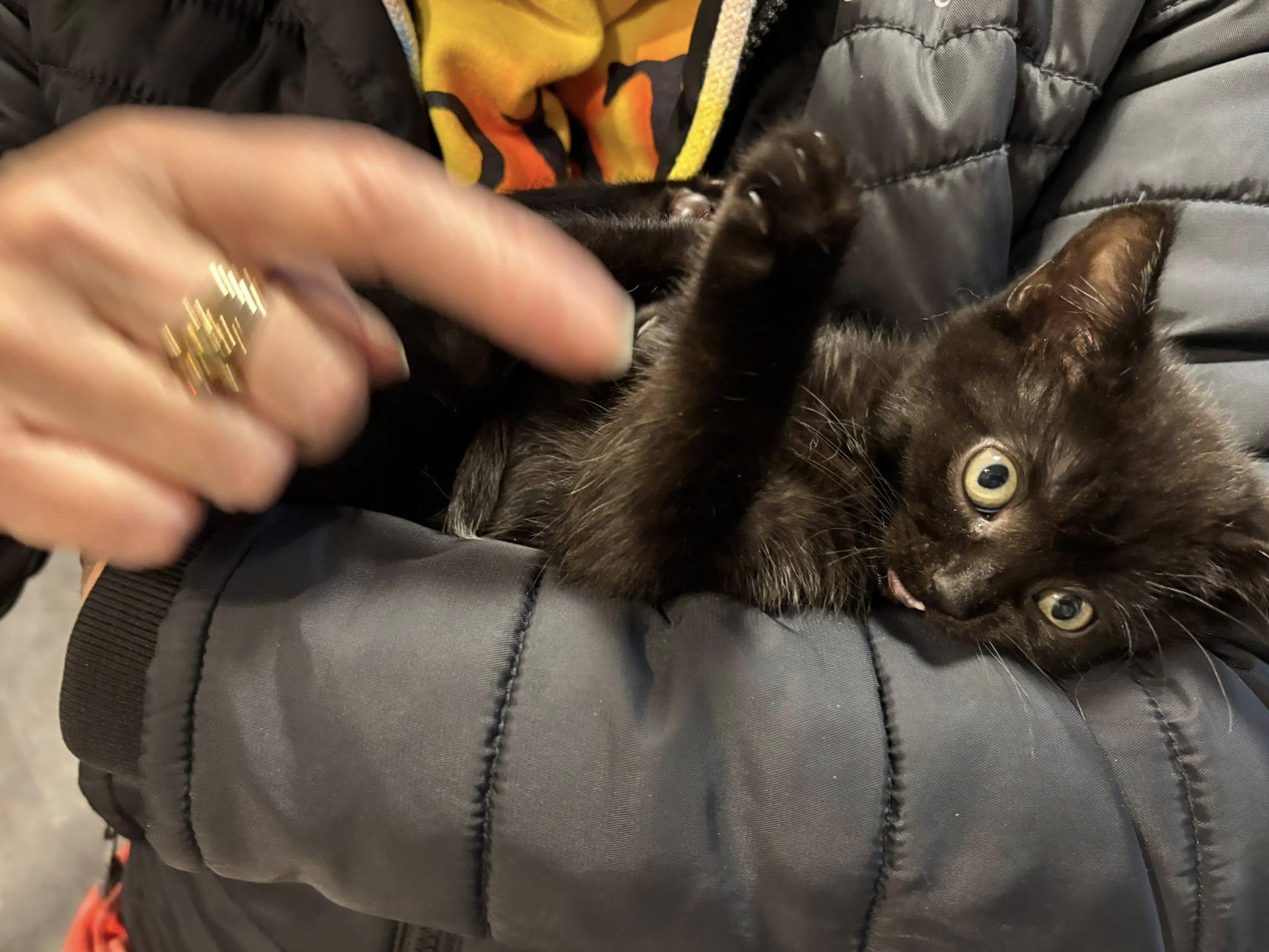 Enlarge Mandy Mouse, an adopted Domestic Short Hair in Hamilton, ON image 2/3