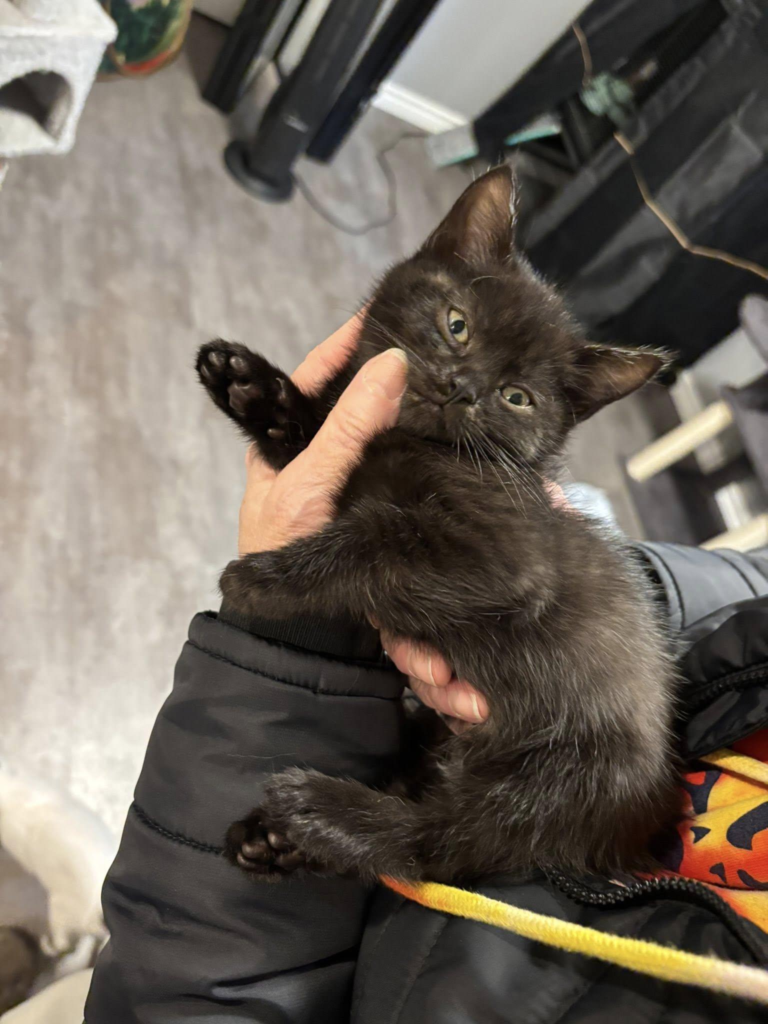 Enlarge Mandy Mouse, an adopted Domestic Short Hair in Hamilton, ON image 3/3