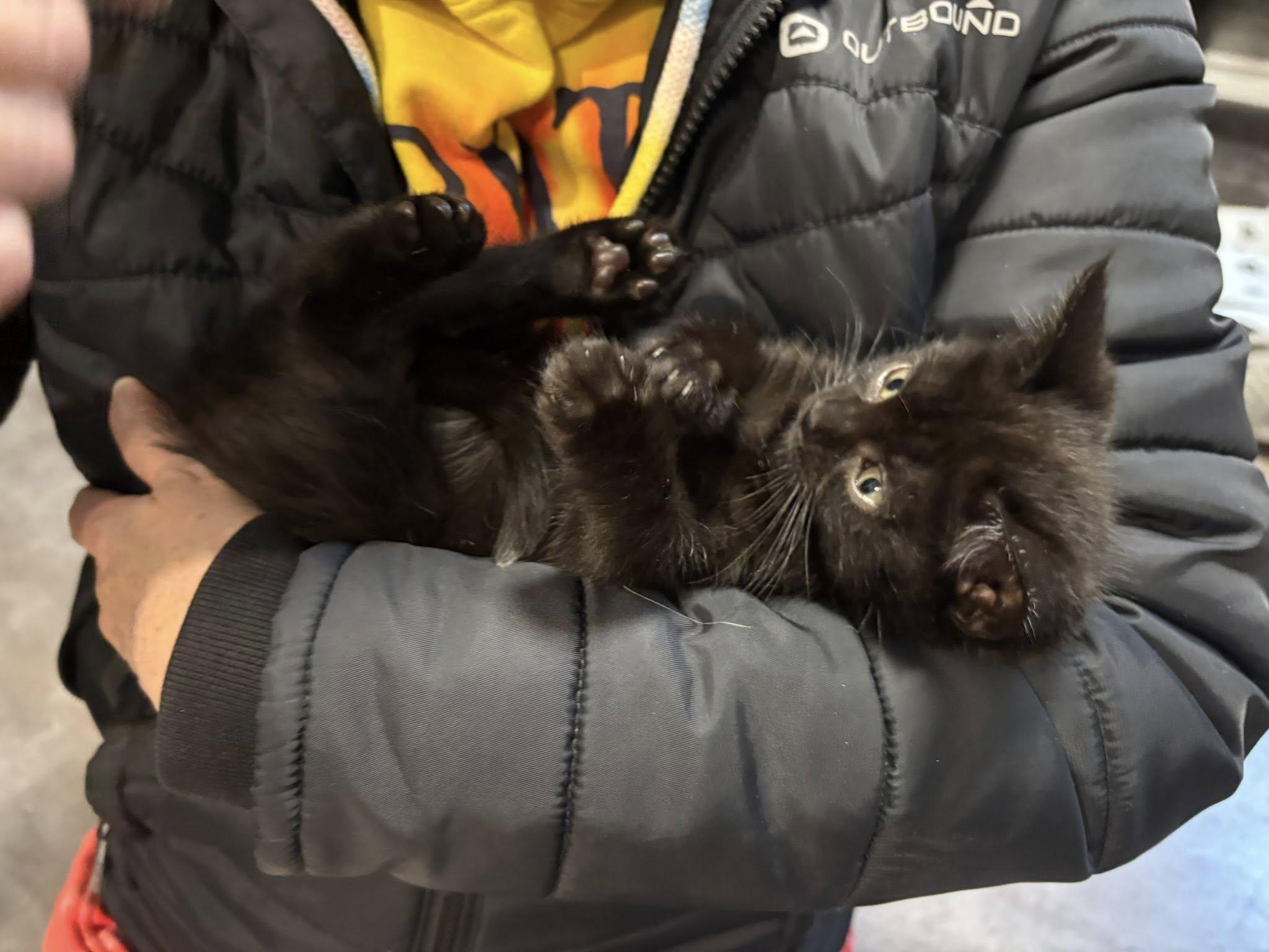 Enlarge Mandy Mouse, an adopted Domestic Short Hair in Hamilton, ON image 1/3