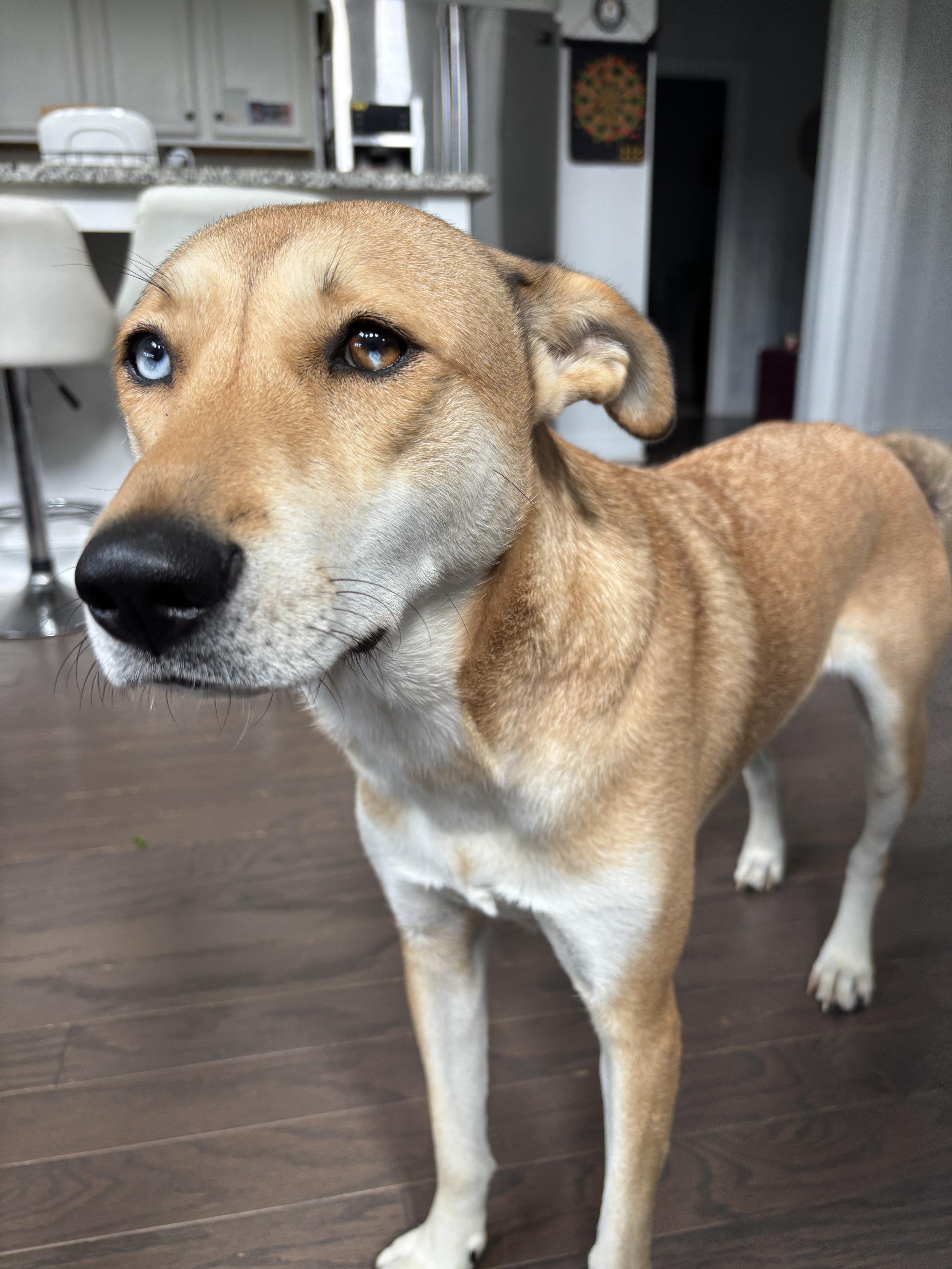 Enlarge CUTIE, a Adoptable mixed breed in Duluth, GA image 3/6