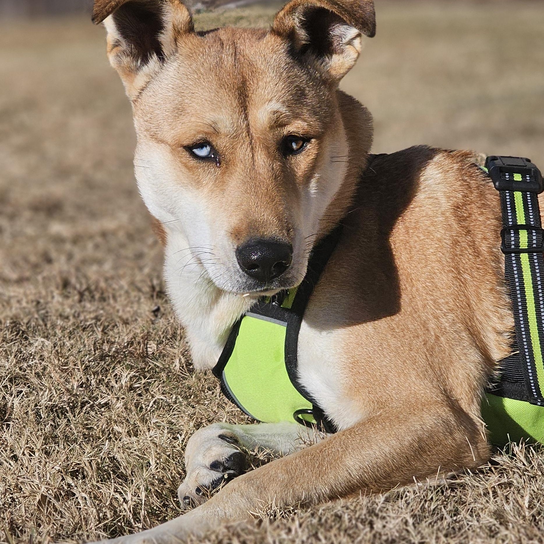 Enlarge CUTIE, a Adoptable mixed breed in Duluth, GA image 2/6