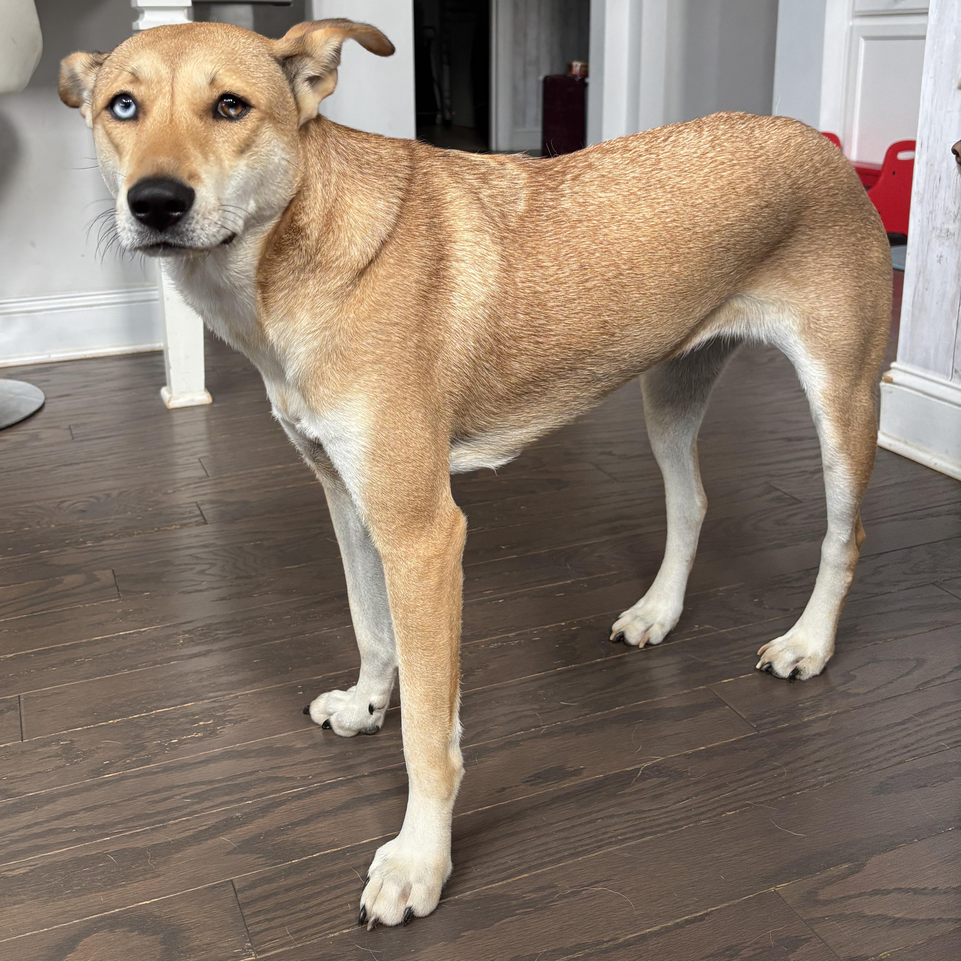 CUTIE, Adoptable, Young Female Jindo.