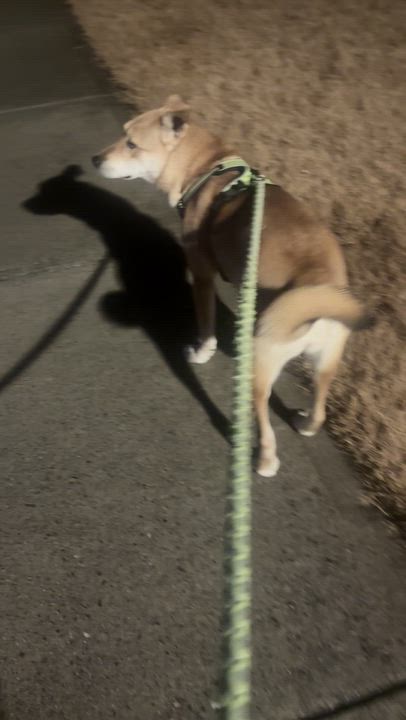 Enlarge CUTIE, a Adoptable mixed breed in Duluth, GA video 6/6