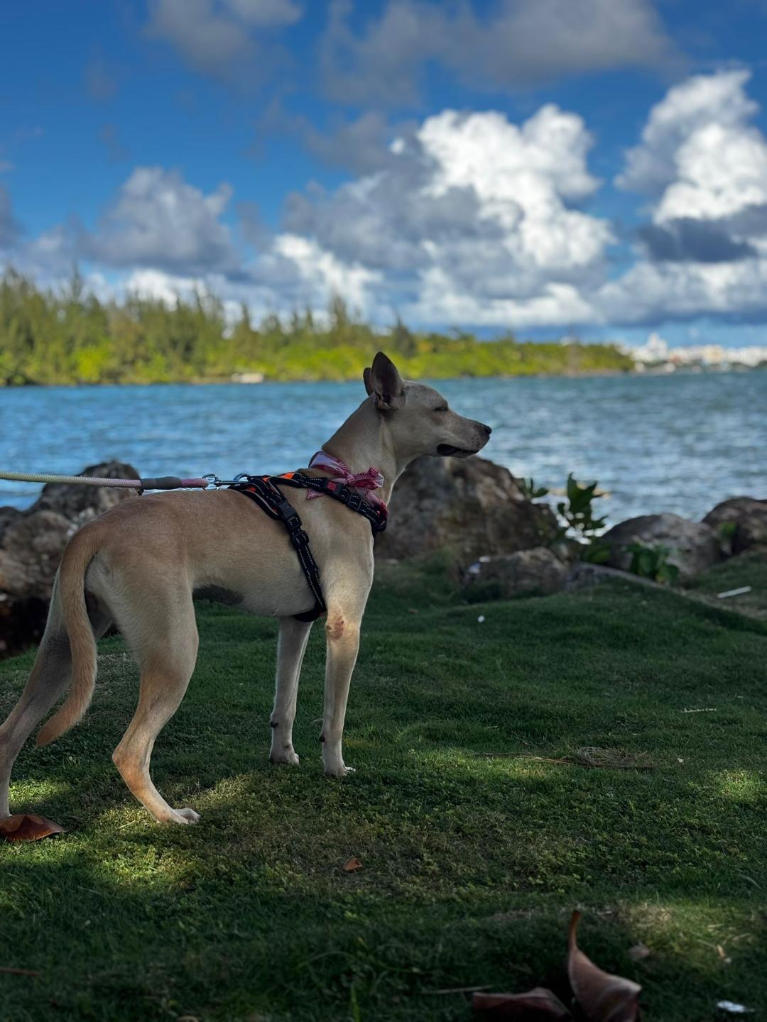 Enlarge Sophia, a ADOPTABLE mixed breed in Albion, NY image 3/3