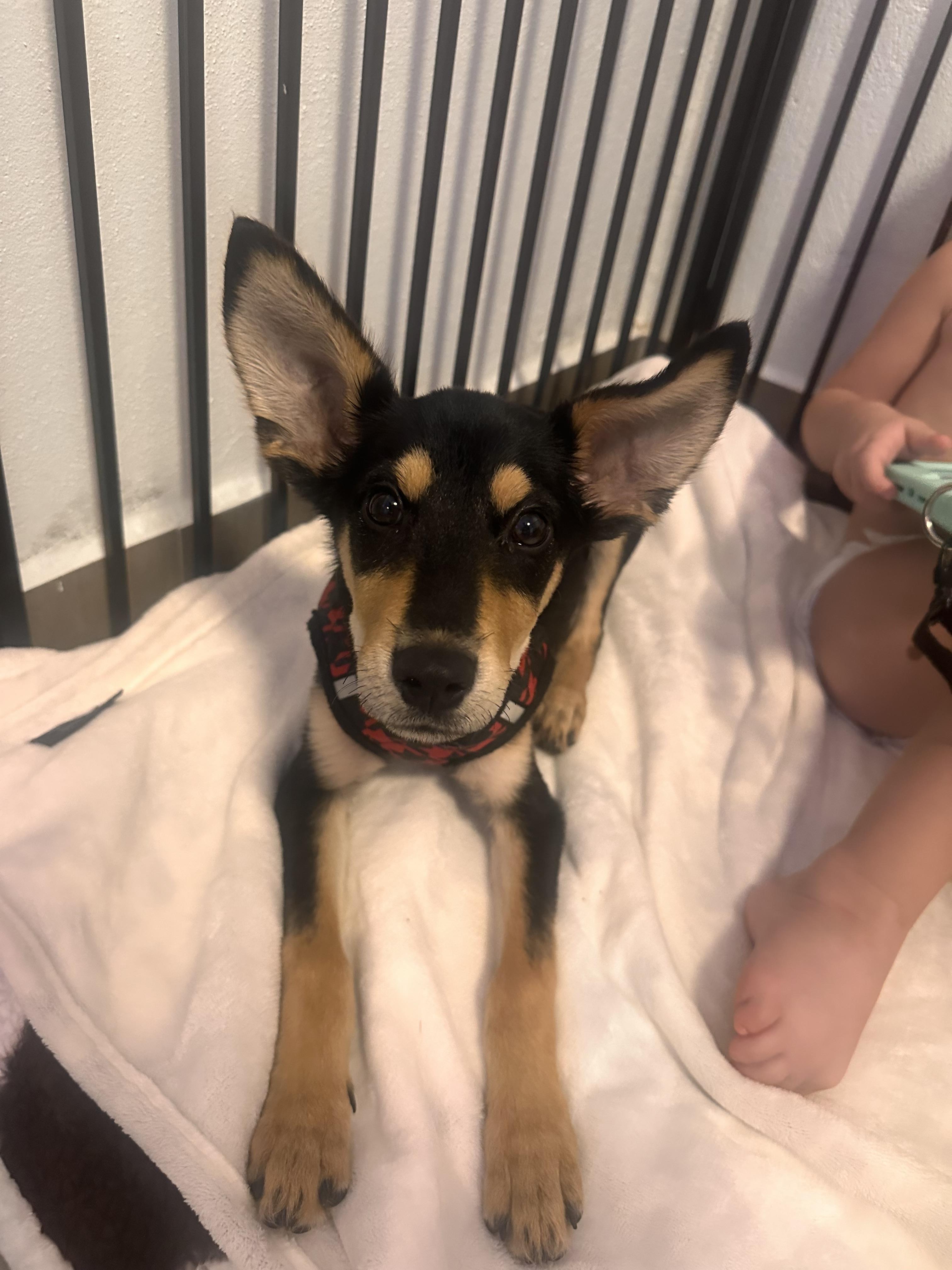 Meelo - The Floppy Eared Babe, an adoptable mixed breed in San Rafael, CA image 3/6