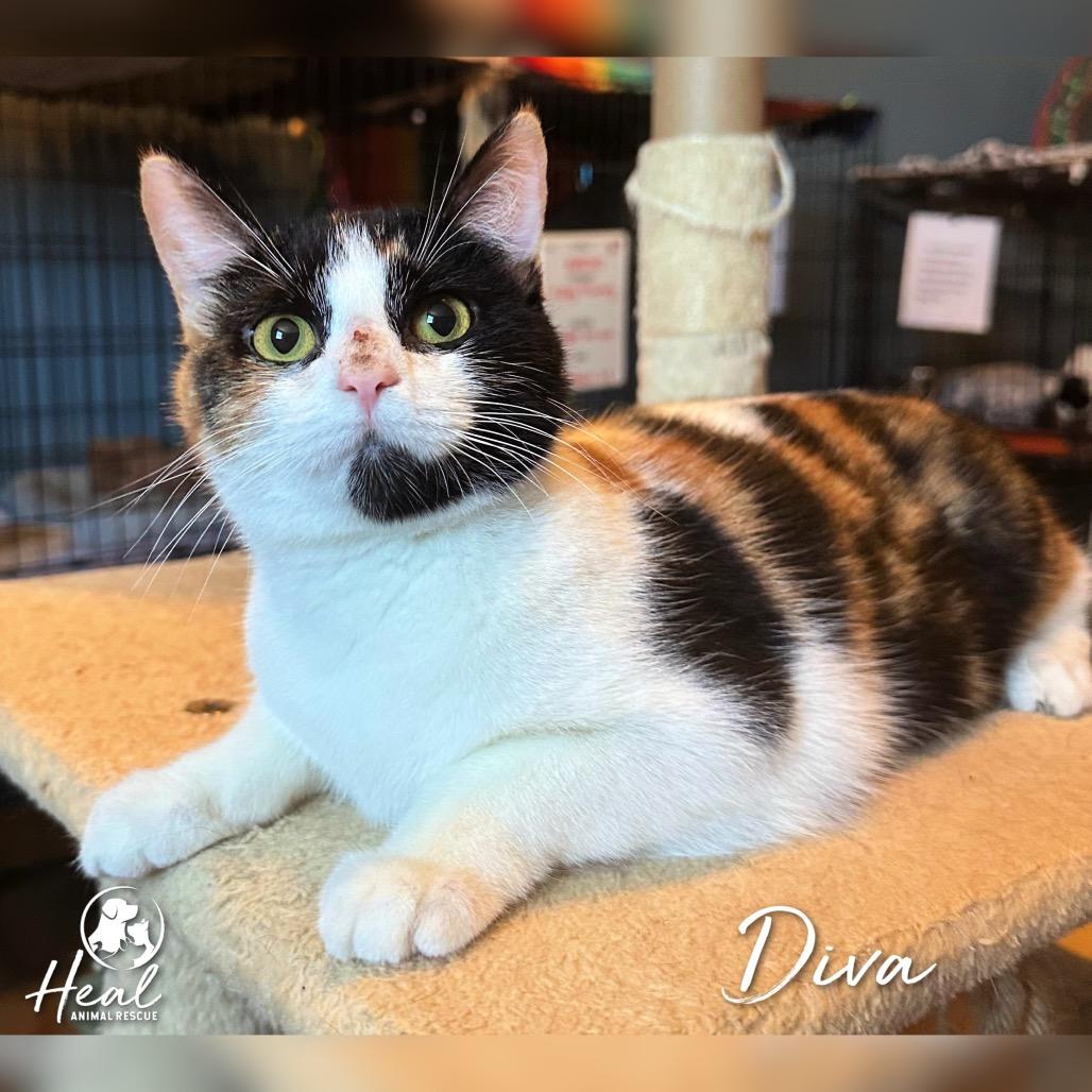 Enlarge Diva, a Adoptable Domestic Short Hair in Youngwood, PA image 1/3