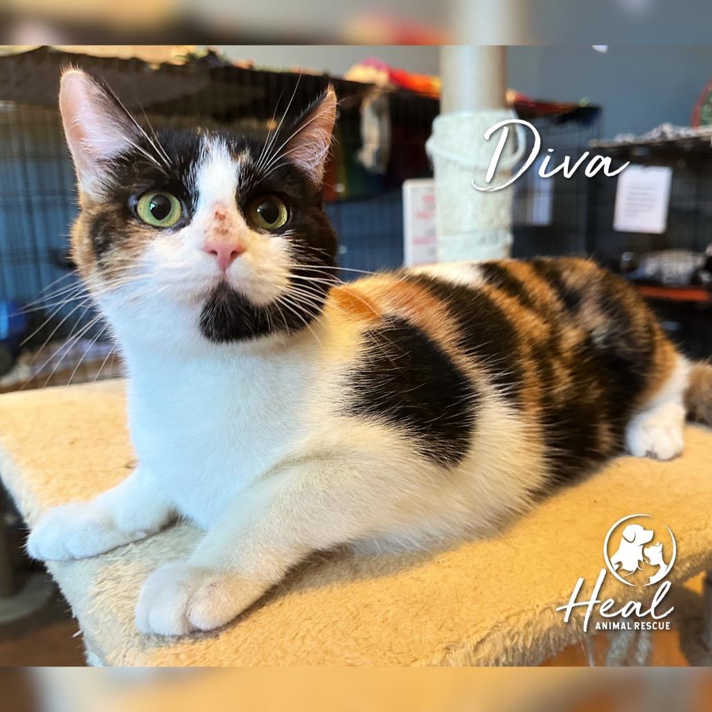 Enlarge Diva, a Adoptable Domestic Short Hair in Youngwood, PA image 2/3