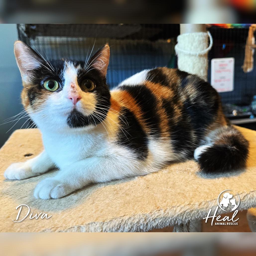 Enlarge Diva, a Adoptable Domestic Short Hair in Youngwood, PA image 3/3