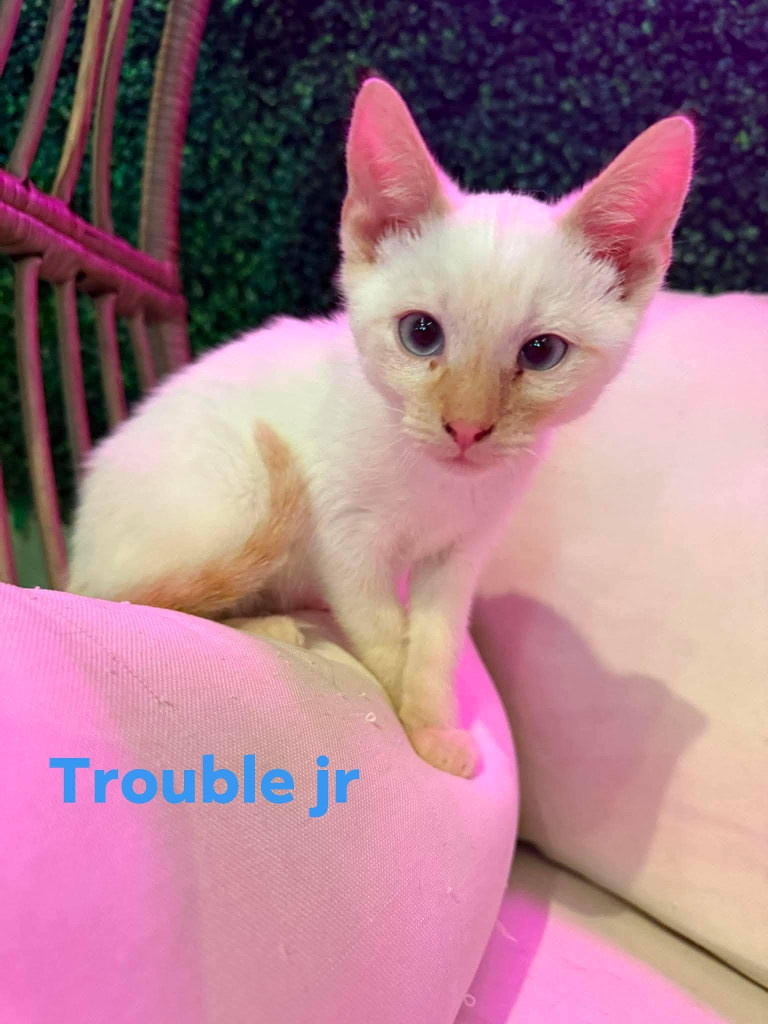 Enlarge Trouble Jr, an adopted Domestic Short Hair in Cosby, TN image 1/1