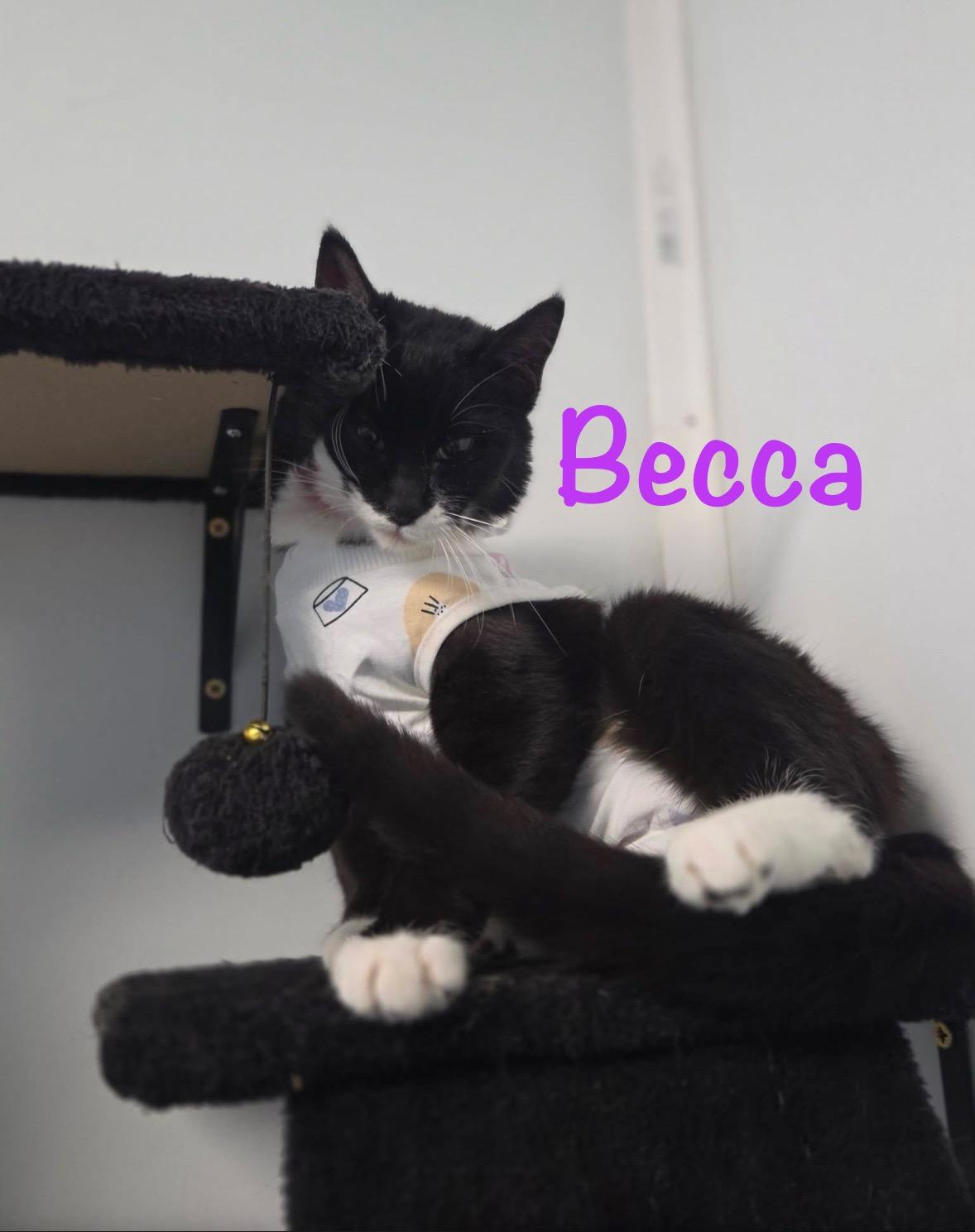 Enlarge Becca, an adopted Tuxedo in Crescent City, CA image 2/4