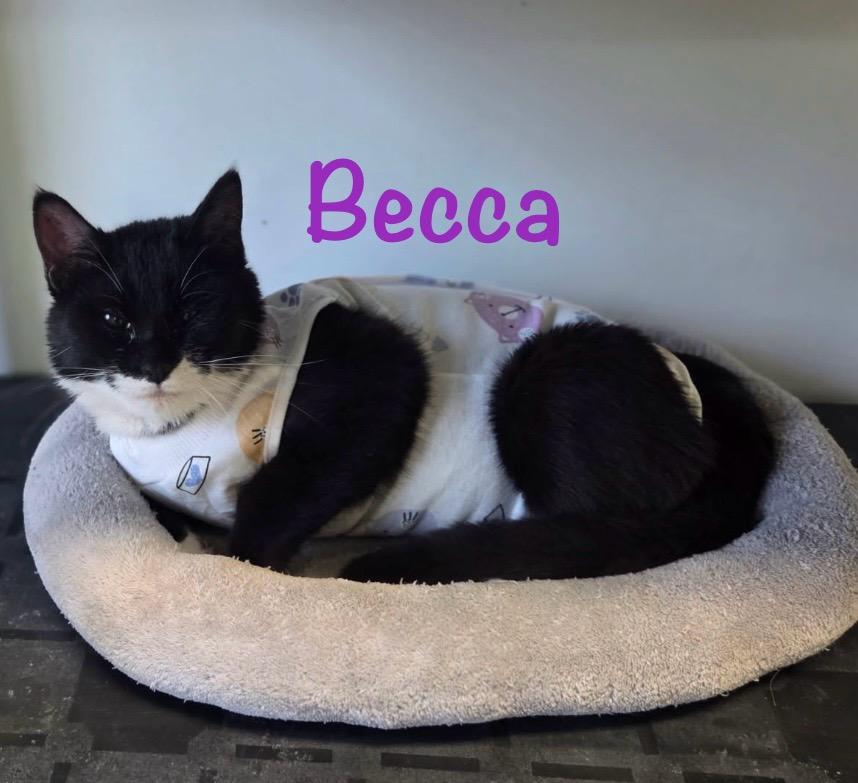 Enlarge Becca, an adopted Tuxedo in Crescent City, CA image 3/4
