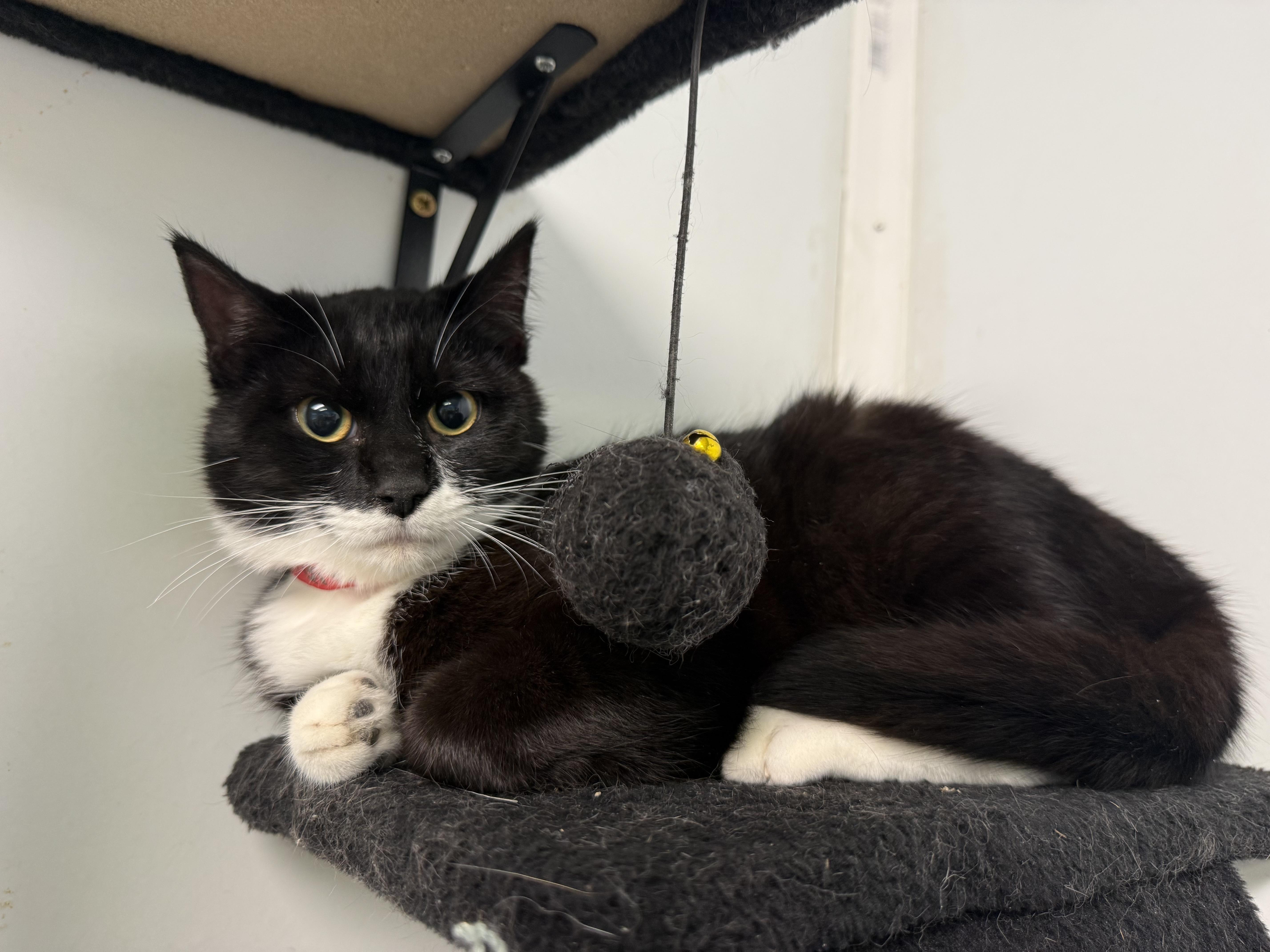 Becca, ADOPTABLE, Young Female Tuxedo.