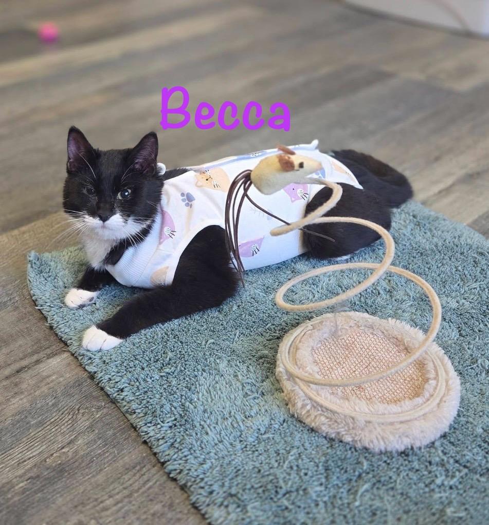 Enlarge Becca, an adopted Tuxedo in Crescent City, CA image 4/4