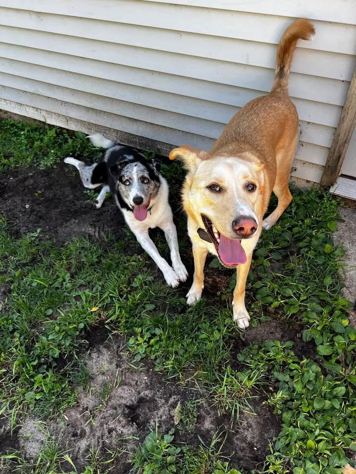 Enlarge Benji, a Adoptable Australian Shepherd in Detroit Lakes, MN image 1/4