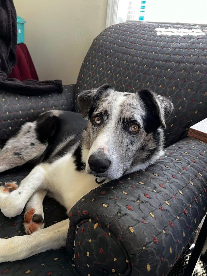 Benji, a Adoptable Australian Shepherd in Detroit Lakes, MN image 2/4