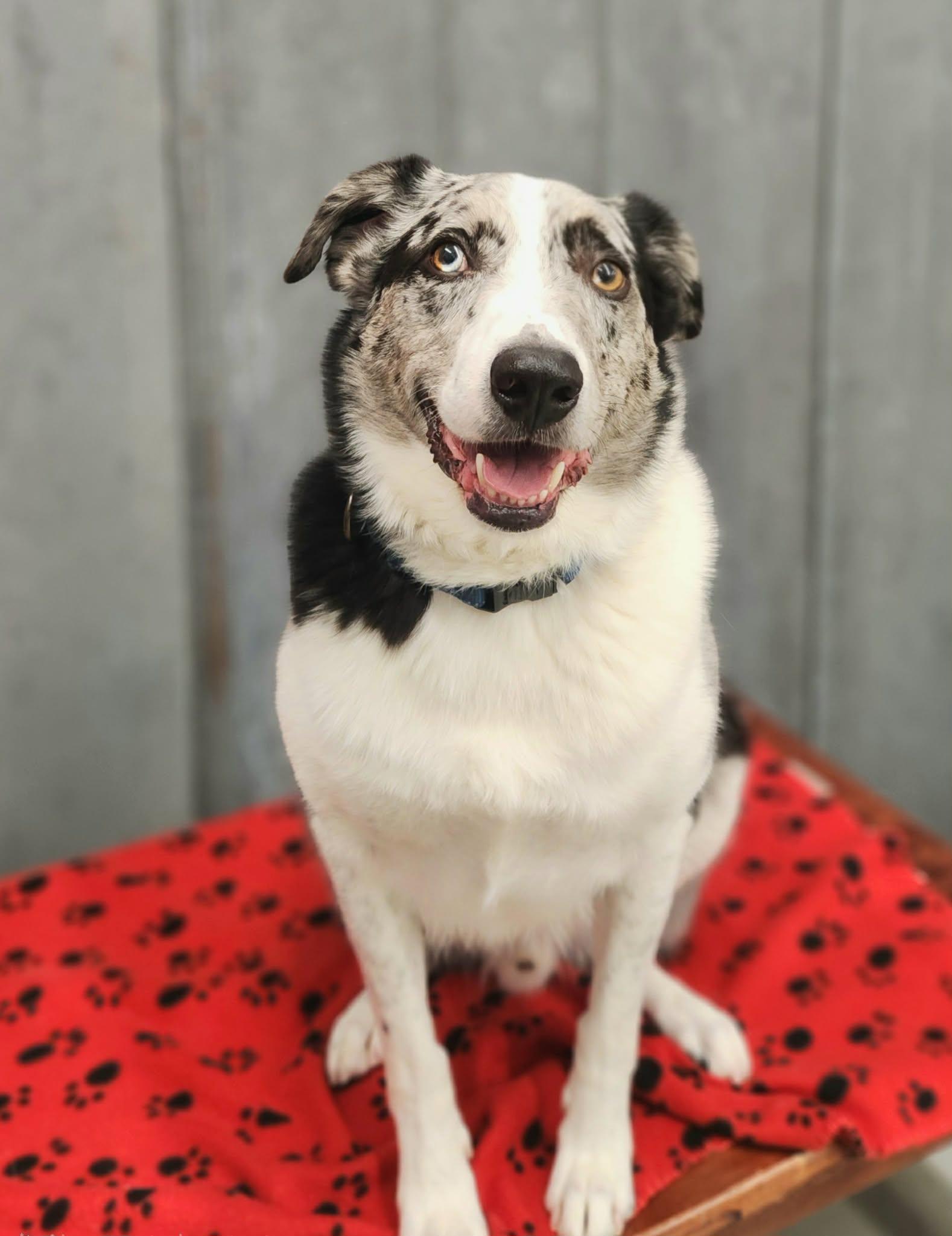 Enlarge Benji, a Adoptable Australian Shepherd in Detroit Lakes, MN image 2/4