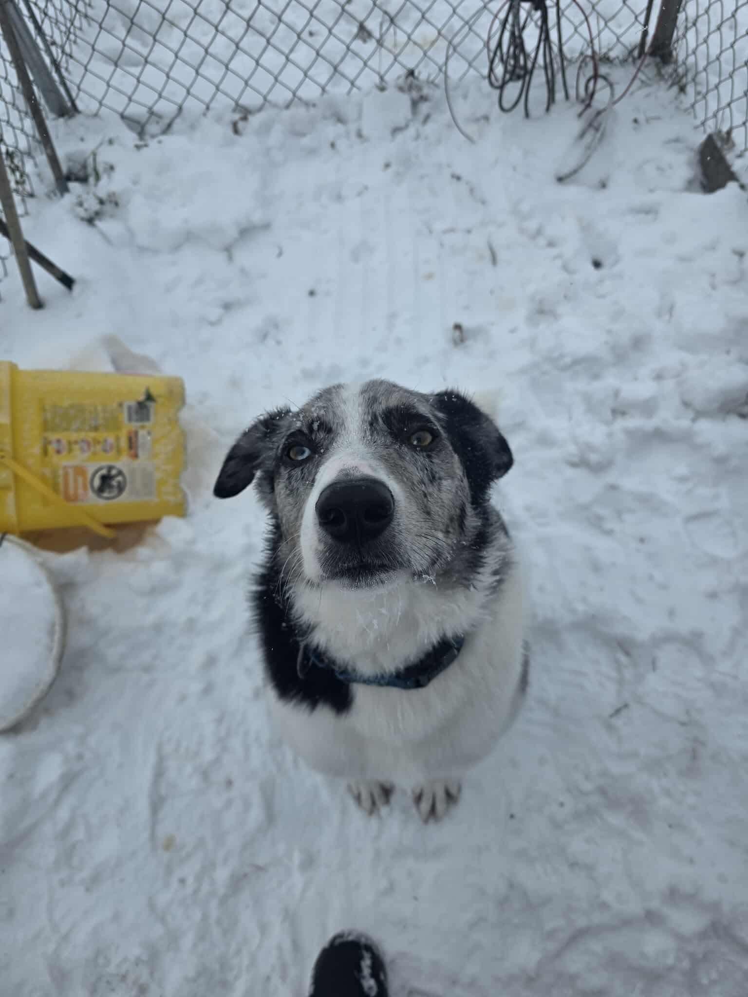 Benji, a Adoptable Australian Shepherd in Detroit Lakes, MN image 3/4