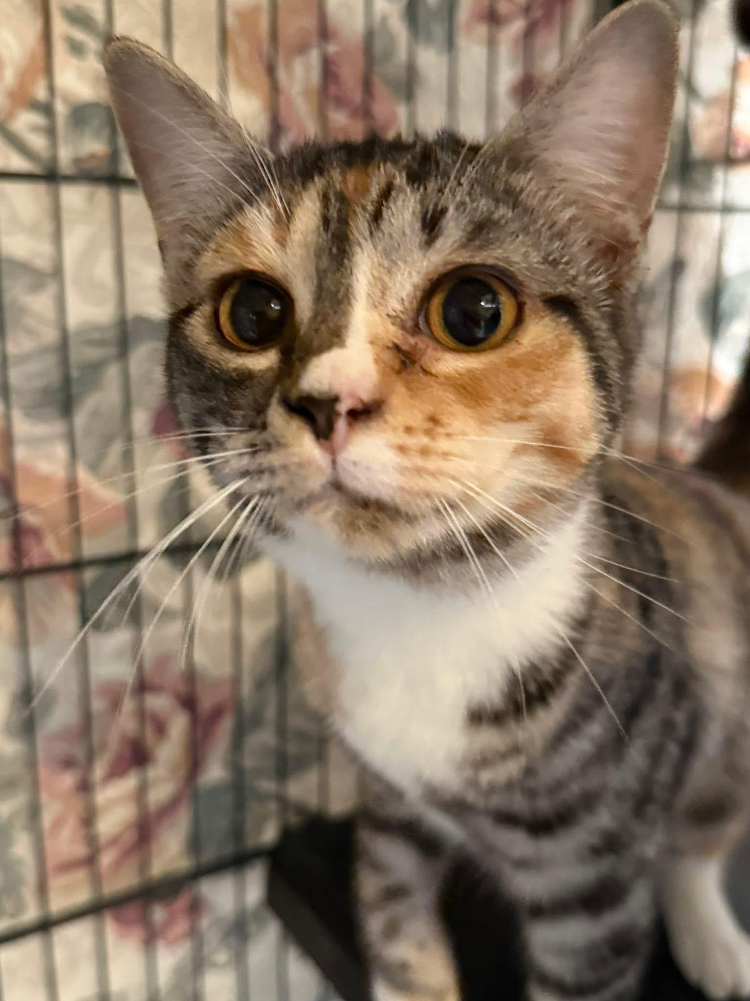 Talisa tabico, Adoptable, Young Female Tabby & Calico.