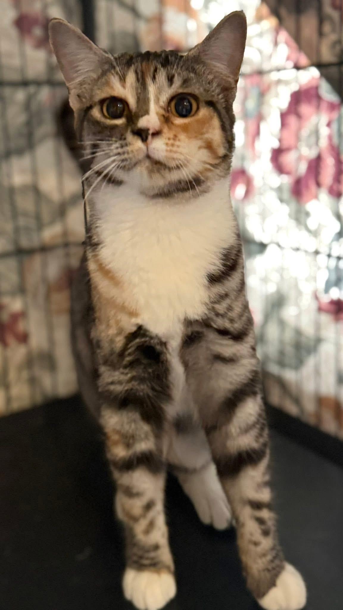 Enlarge Talisa tabico, a Adoptable mixed breed in Jackson, GA image 2/4