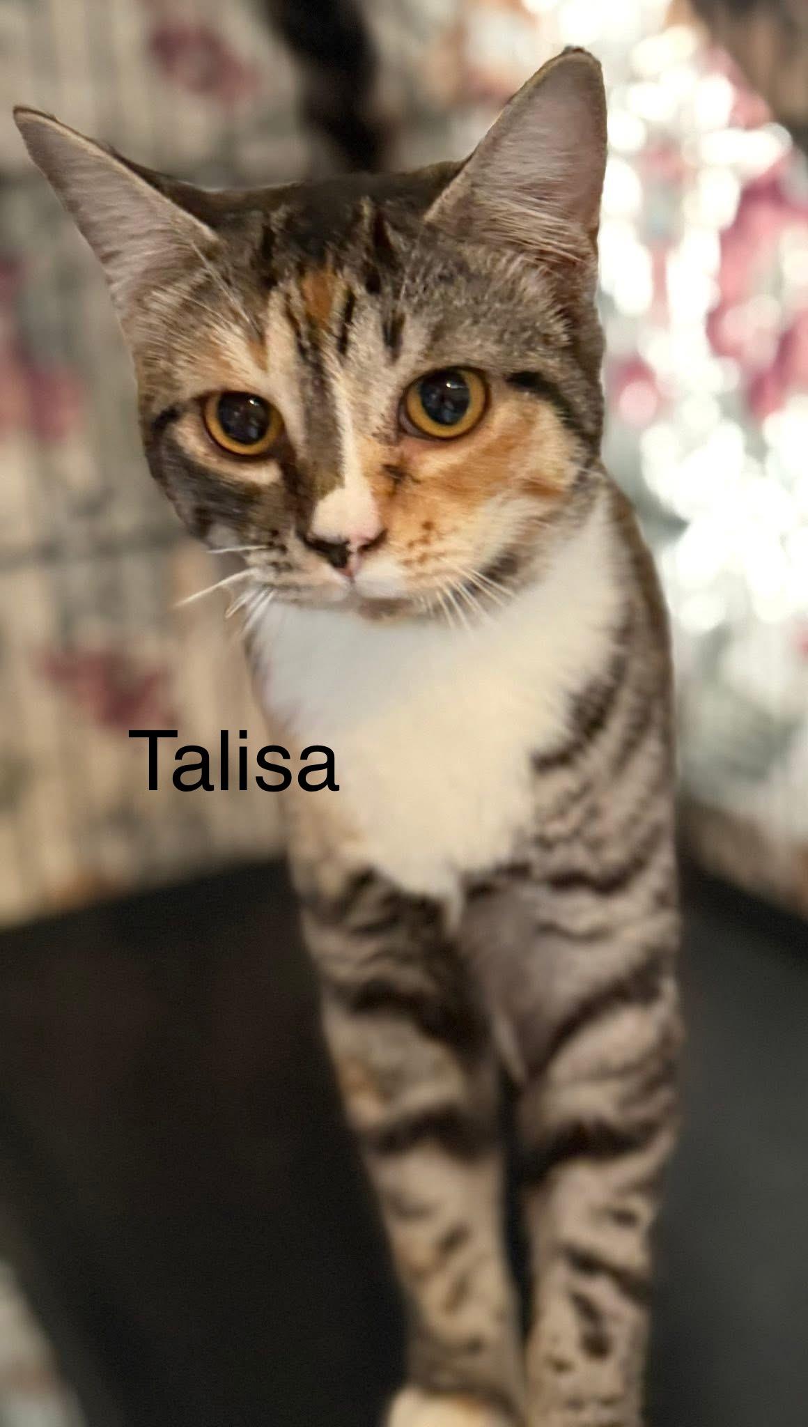 Enlarge Talisa tabico, a Adoptable mixed breed in Jackson, GA image 3/4