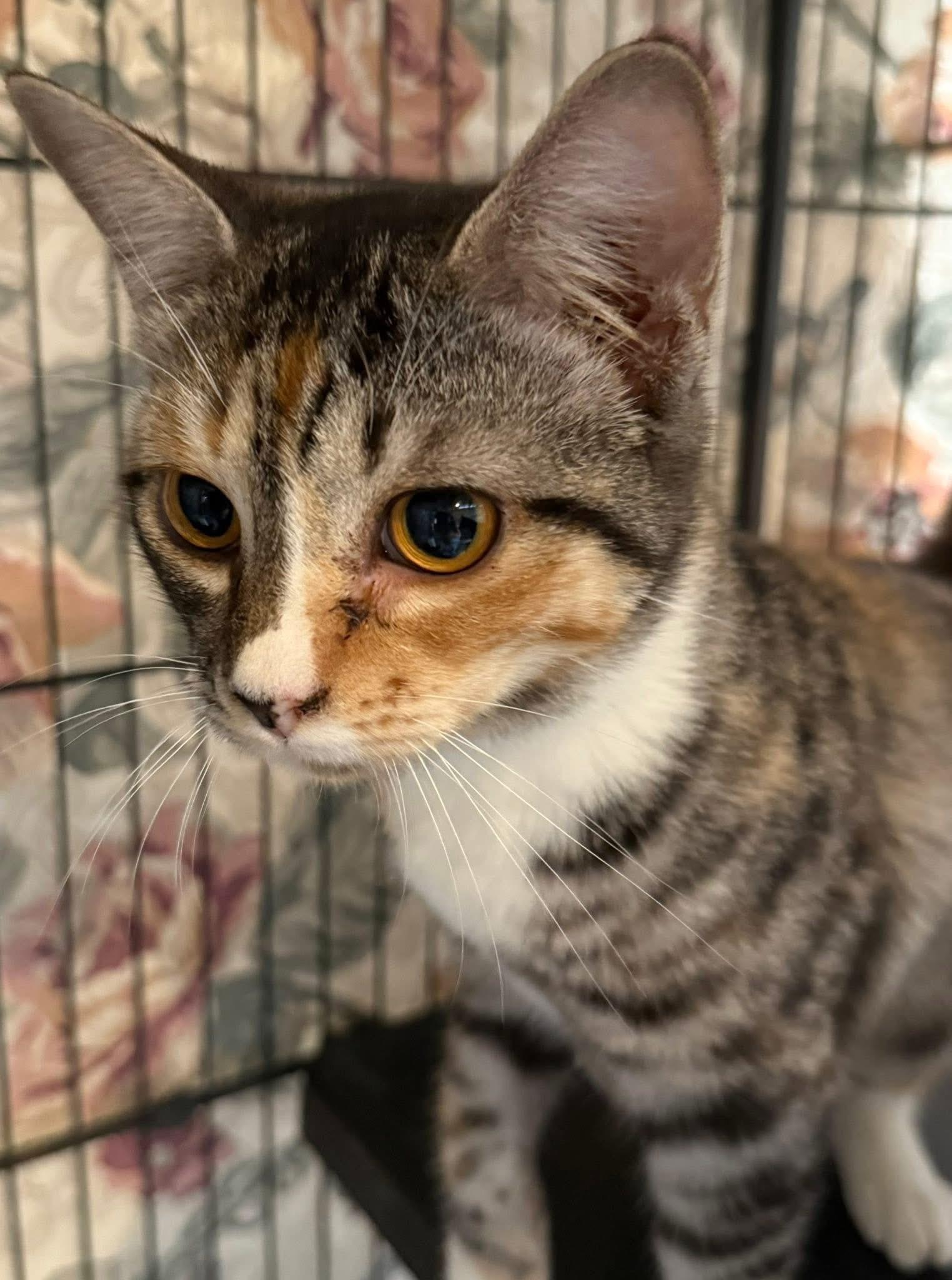 Enlarge Talisa tabico, a Adoptable mixed breed in Jackson, GA image 4/4