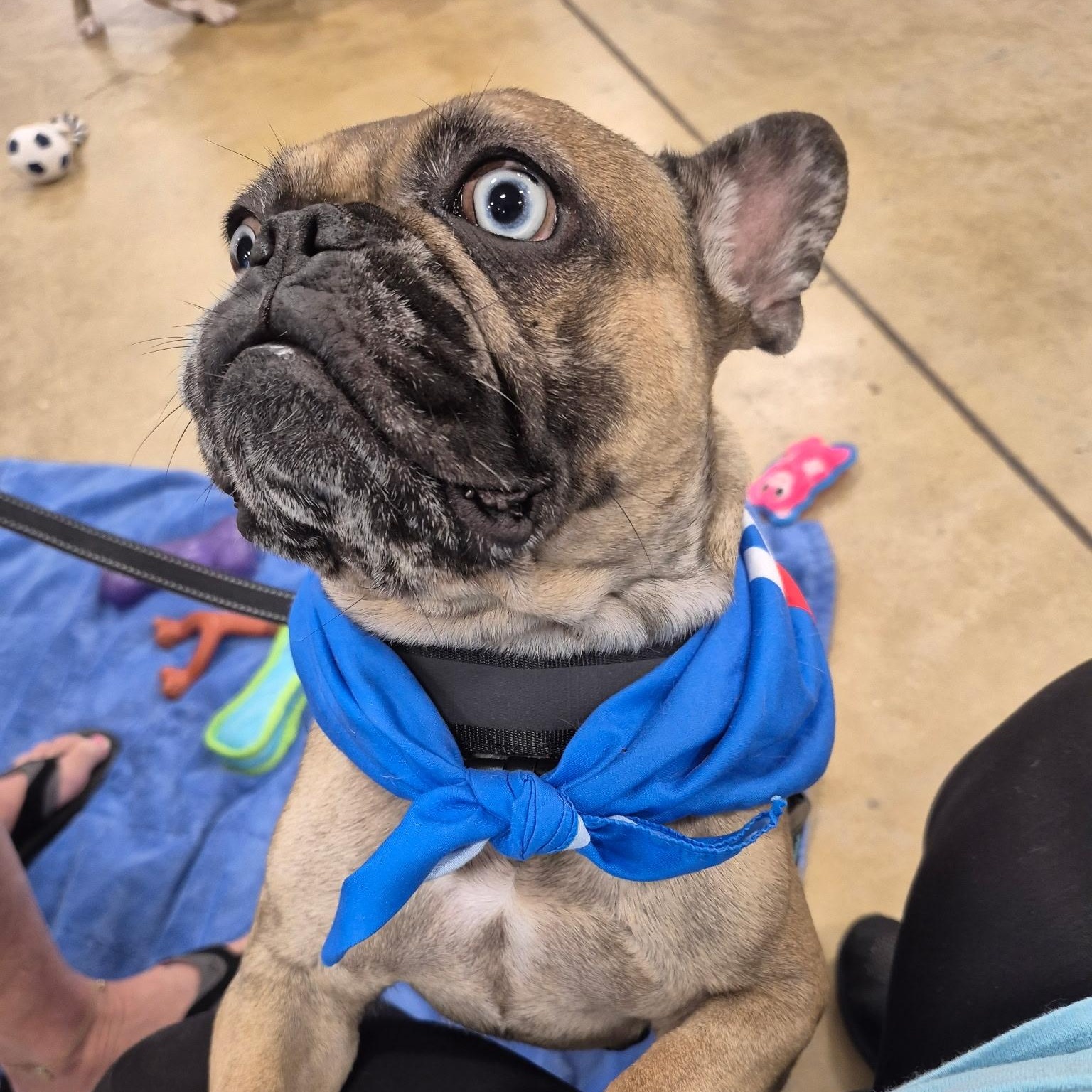 Blue Topaz, adoptable, Young Female French Bulldog.