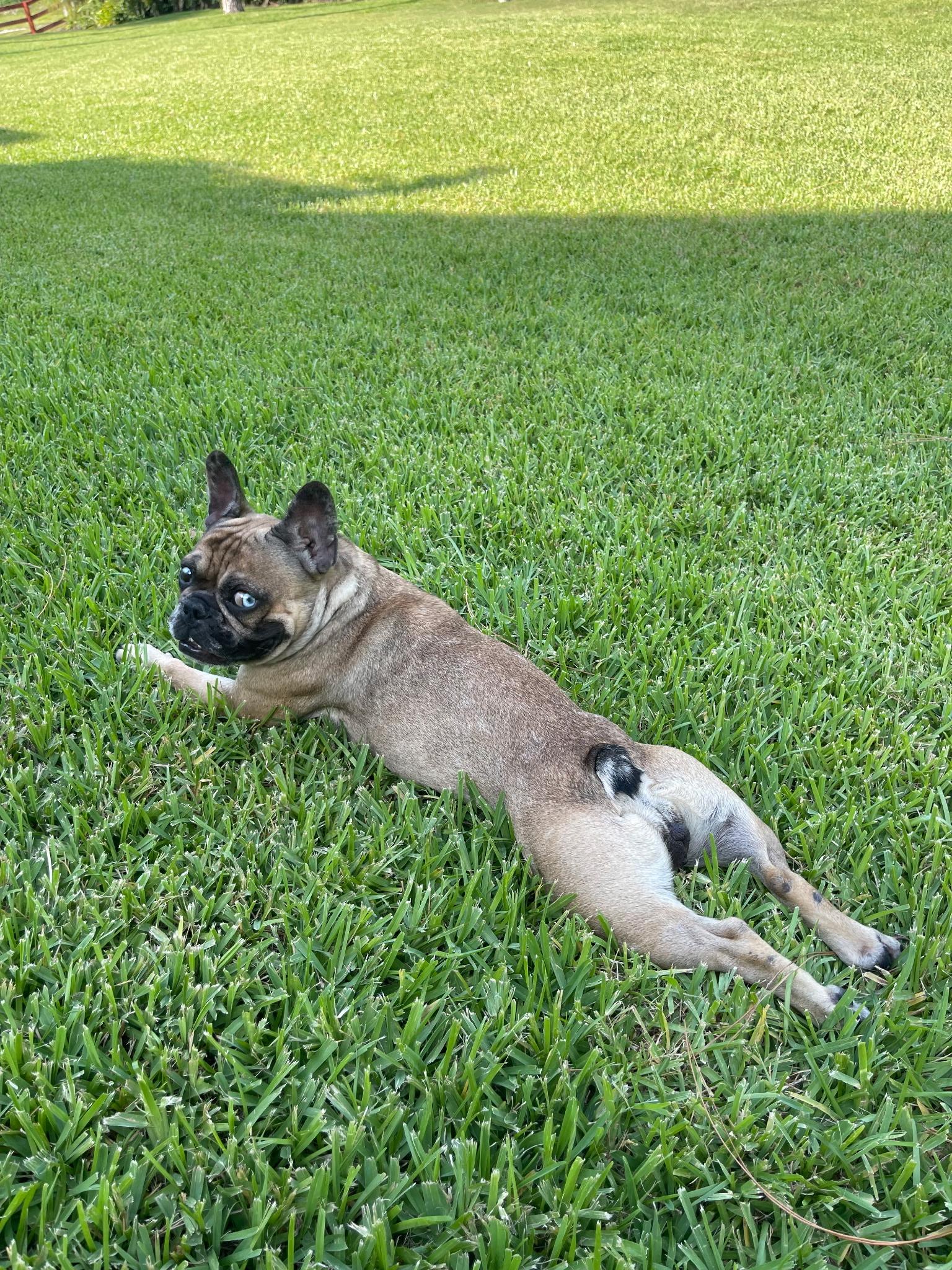 Blue Topaz, a ADOPTABLE French Bulldog in Lake Worth, FL image 2/6