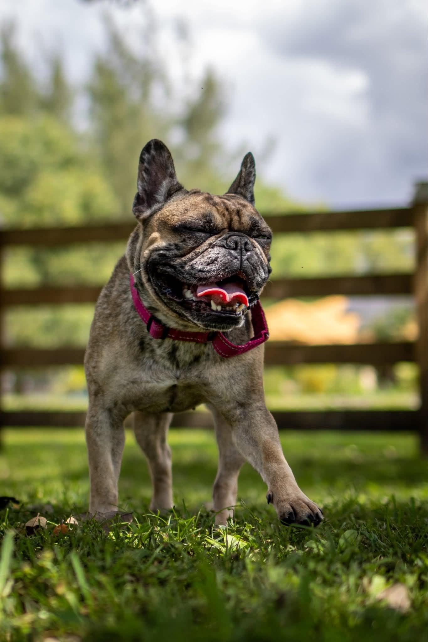 Enlarge Blue Topaz, a Adopted French Bulldog in Lake Worth, FL image 2/6