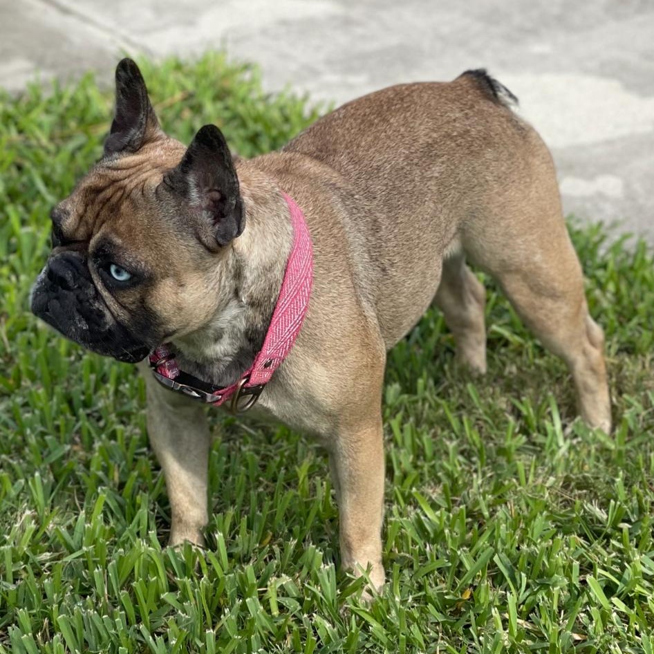 Blue Topaz, ADOPTABLE, Young Female French Bulldog.