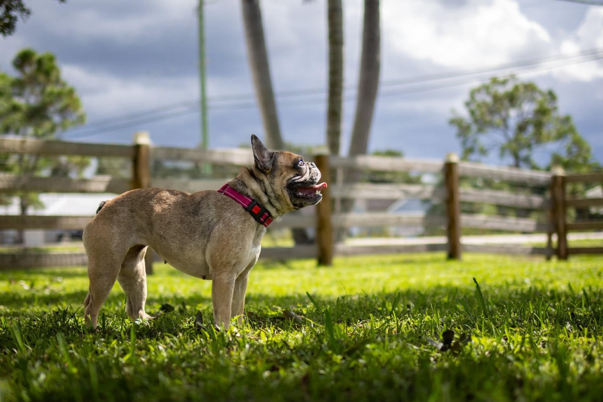 Enlarge Blue Topaz, a Adopted French Bulldog in Lake Worth, FL image 6/6