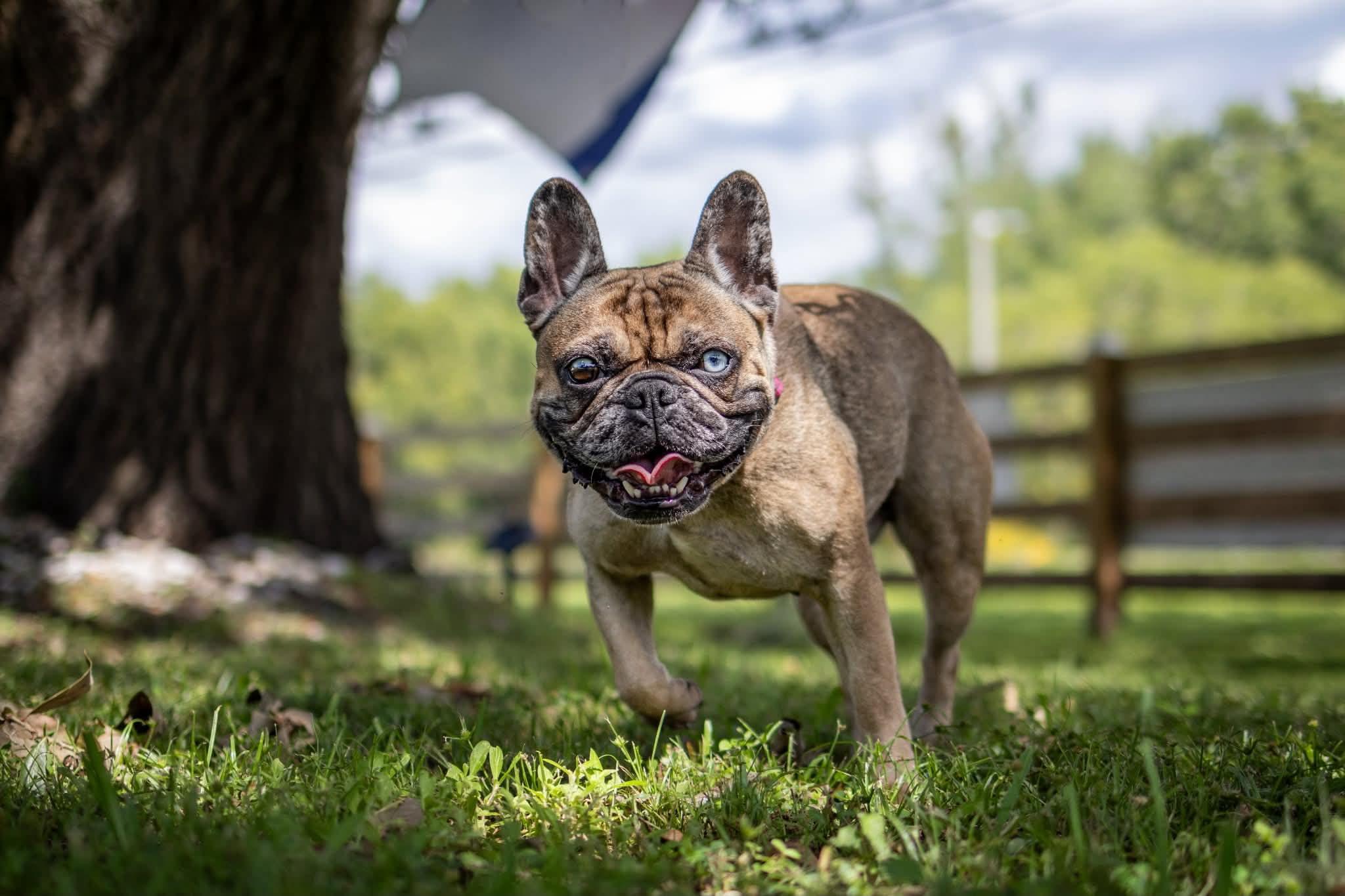 Enlarge Blue Topaz, a Adopted French Bulldog in Lake Worth, FL image 4/6