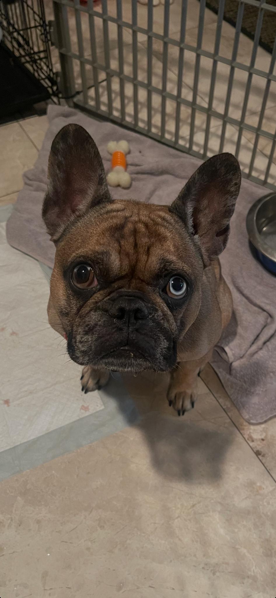 Blue Topaz, a ADOPTABLE French Bulldog in Lake Worth, FL image 3/6