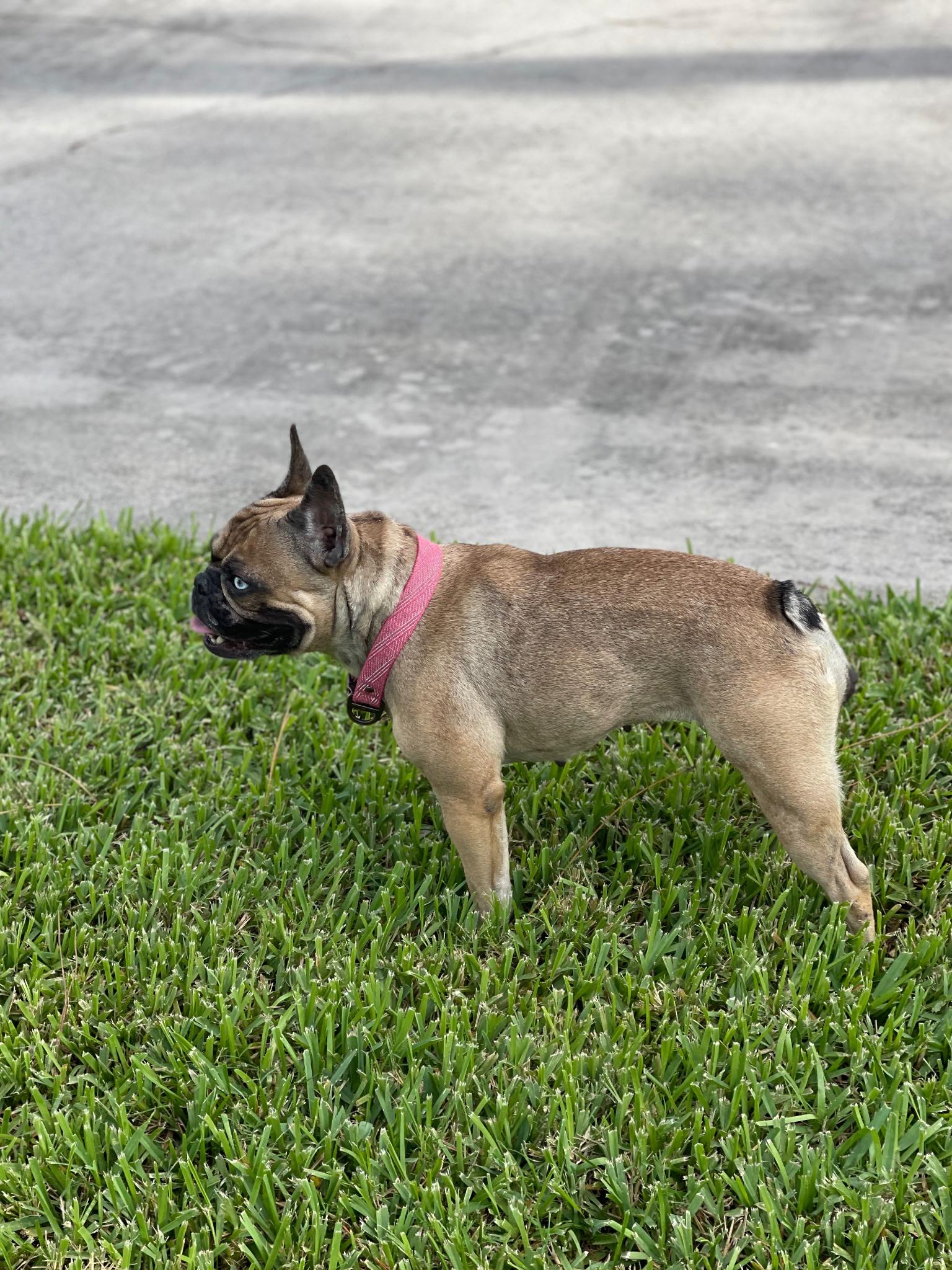 Blue Topaz, a ADOPTABLE French Bulldog in Lake Worth, FL image 5/6