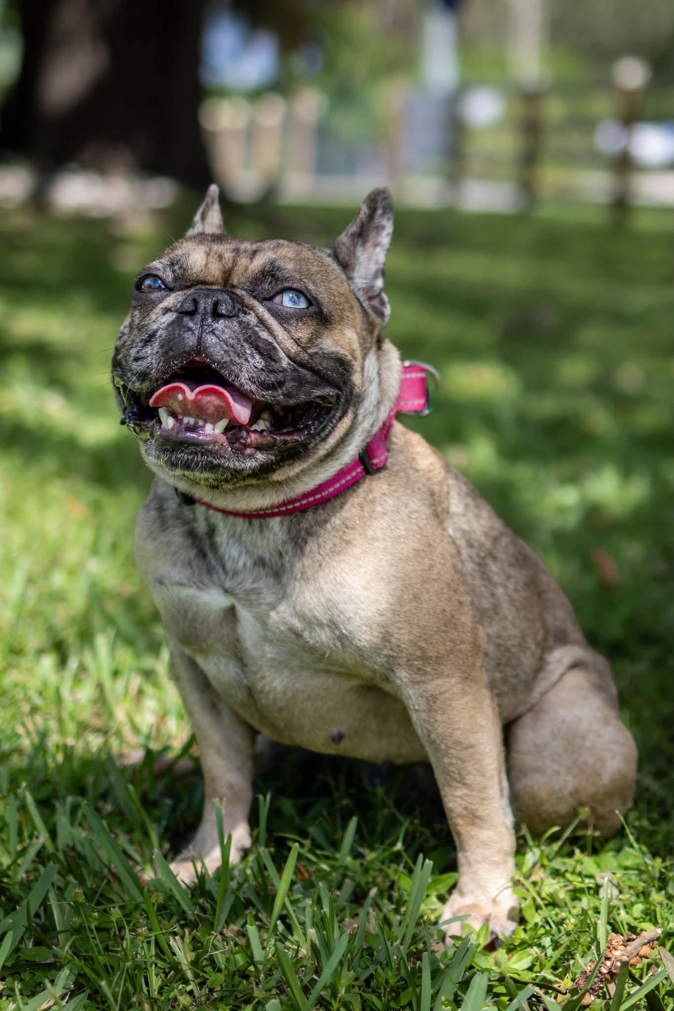 Enlarge Blue Topaz, a Adopted French Bulldog in Lake Worth, FL image 3/6