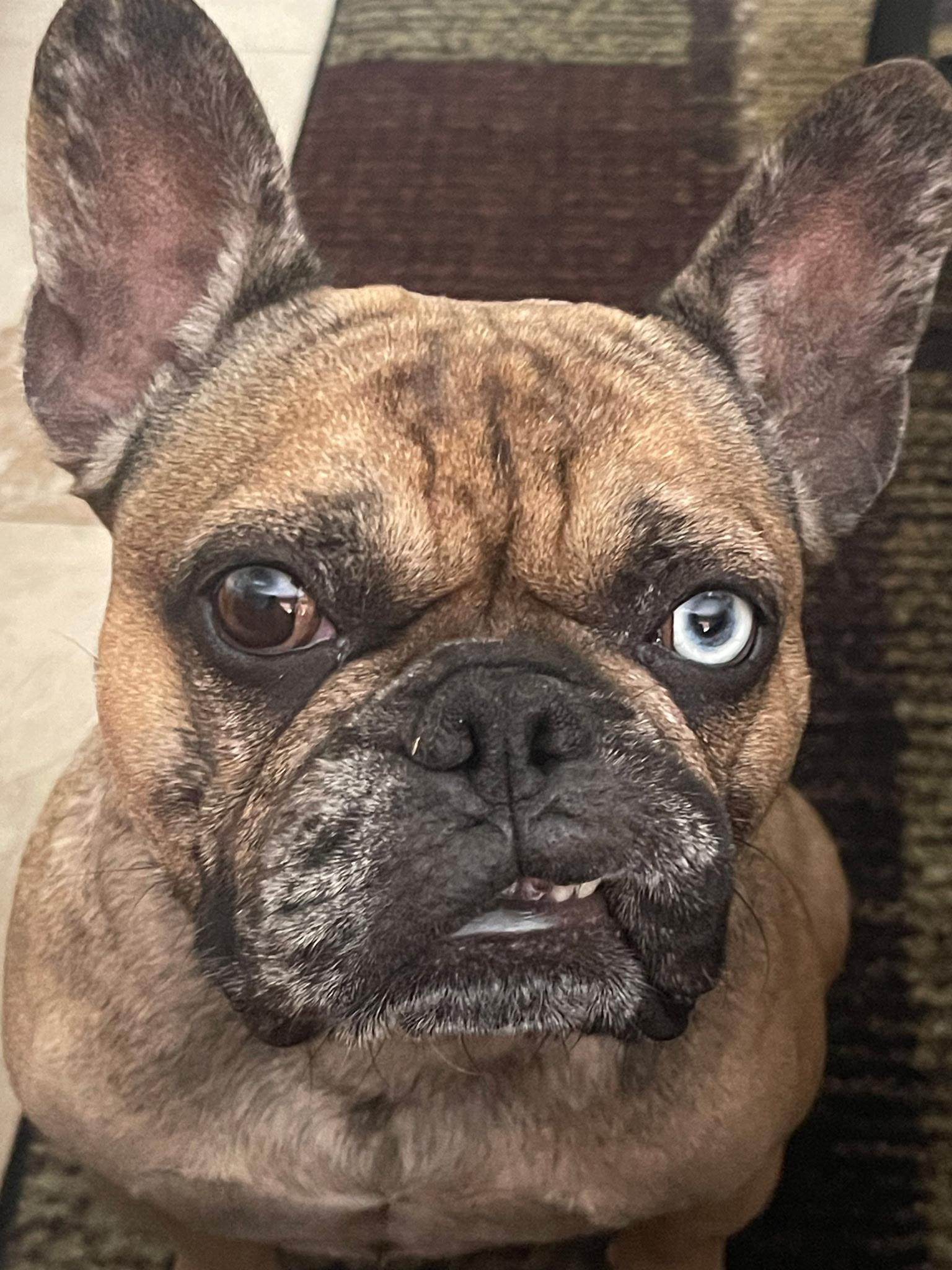 Blue Topaz, a ADOPTABLE French Bulldog in Lake Worth, FL image 4/6