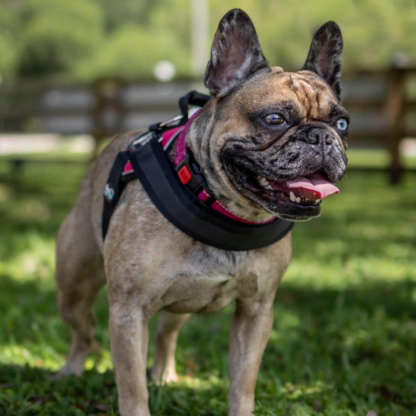 Blue Topaz, Adopted, Young Female French Bulldog.