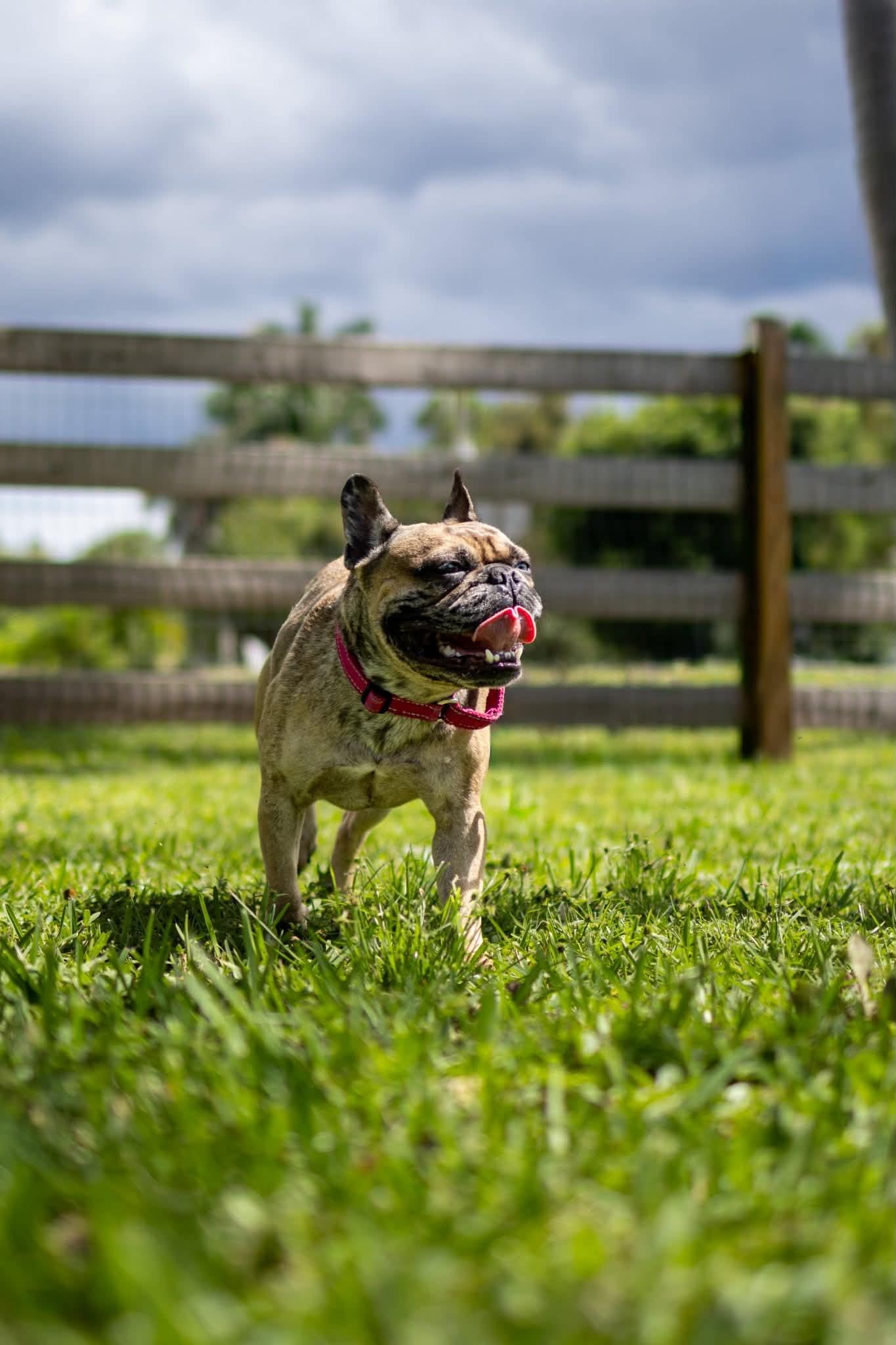 Enlarge Blue Topaz, a Adopted French Bulldog in Lake Worth, FL image 5/6
