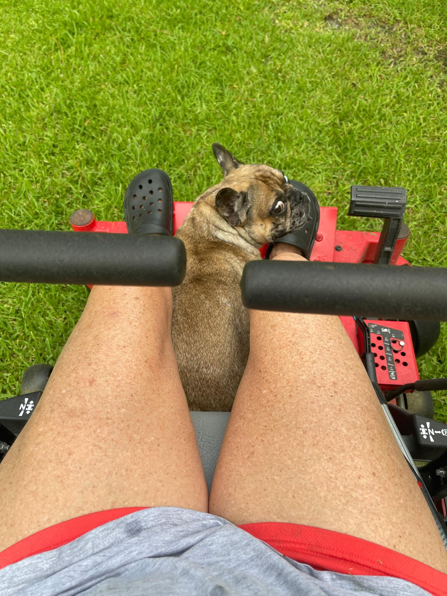 Blue Topaz, a ADOPTABLE French Bulldog in Lake Worth, FL image 6/6