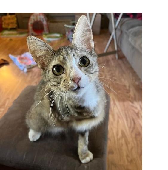 Enlarge Kinder, a Adoptable Domestic Short Hair in Lafayette, LA image 1/5