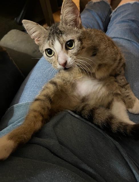 Enlarge Kinder, a Adoptable Domestic Short Hair in Lafayette, LA image 3/5