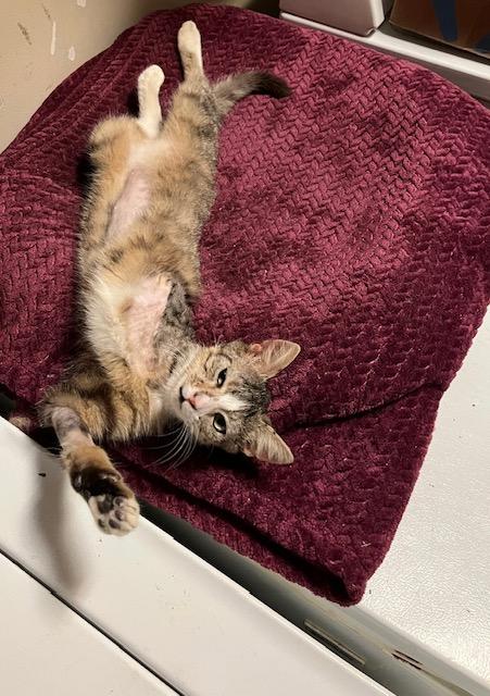 Enlarge Kinder, a Adoptable Domestic Short Hair in Lafayette, LA image 2/5