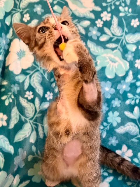 Enlarge Kinder, a Adoptable Domestic Short Hair in Lafayette, LA image 4/5