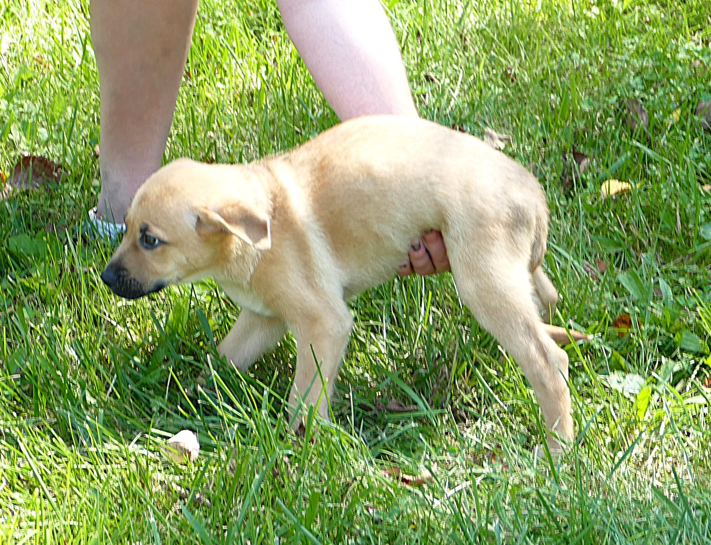 ROCKET, an adopted mixed breed in Beechbottom, WV image 3/5