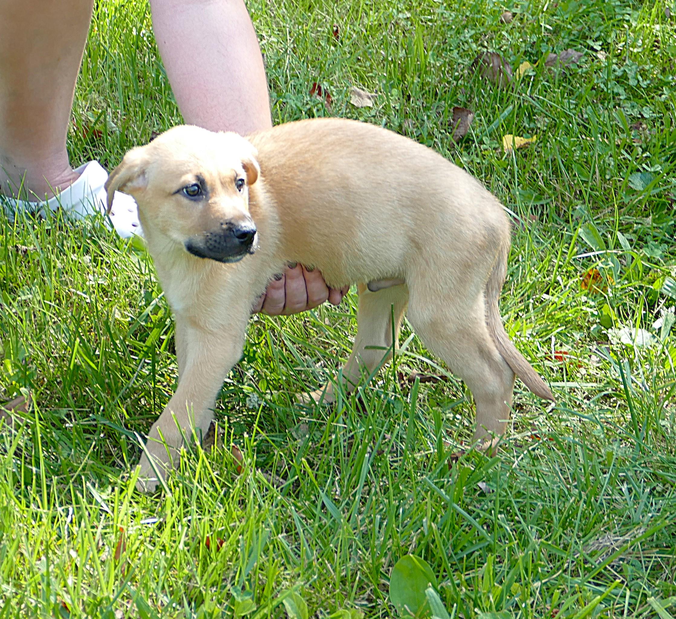ROCKET, an adopted mixed breed in Beechbottom, WV image 4/5