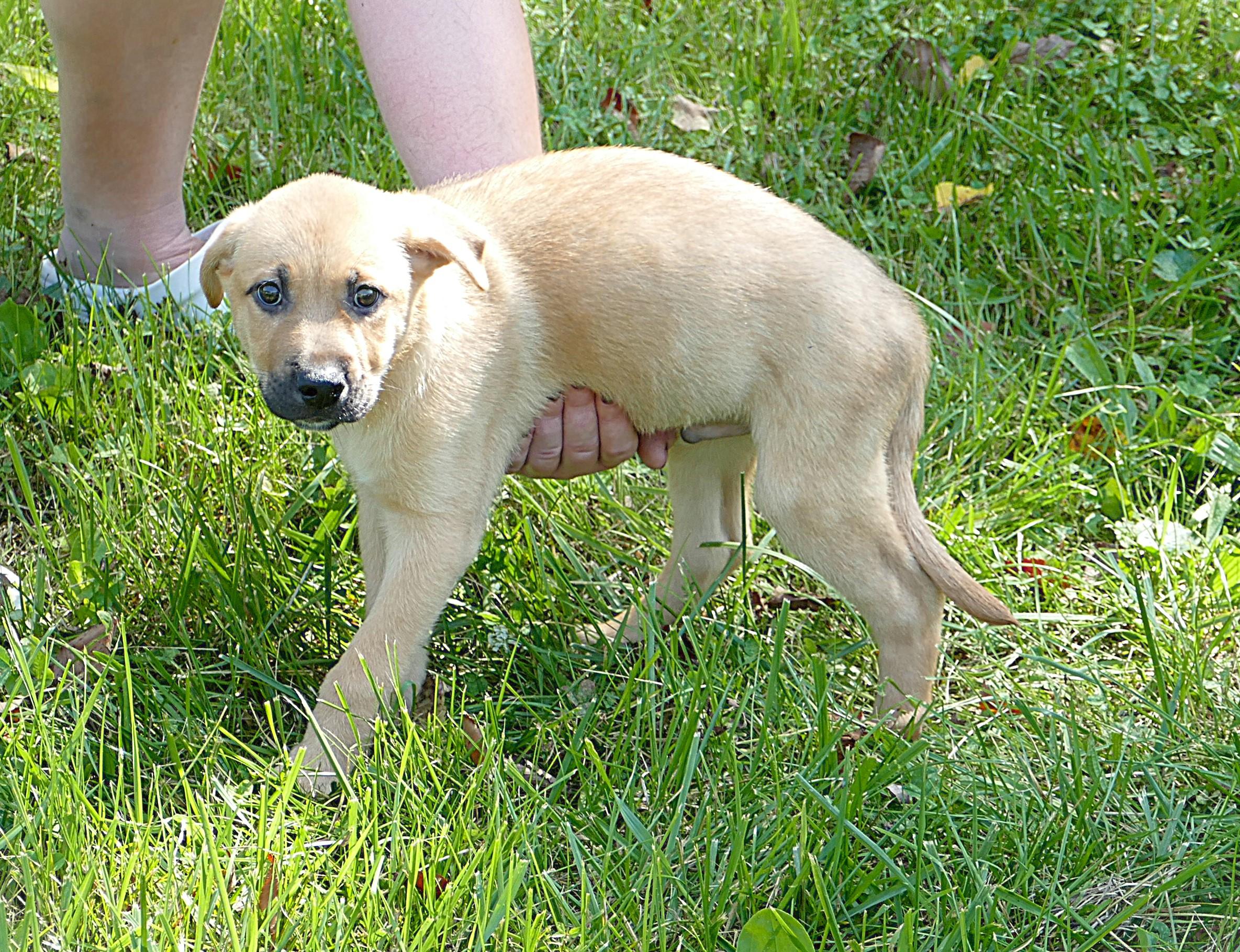 ROCKET, adopted, Puppy Male Retriever.