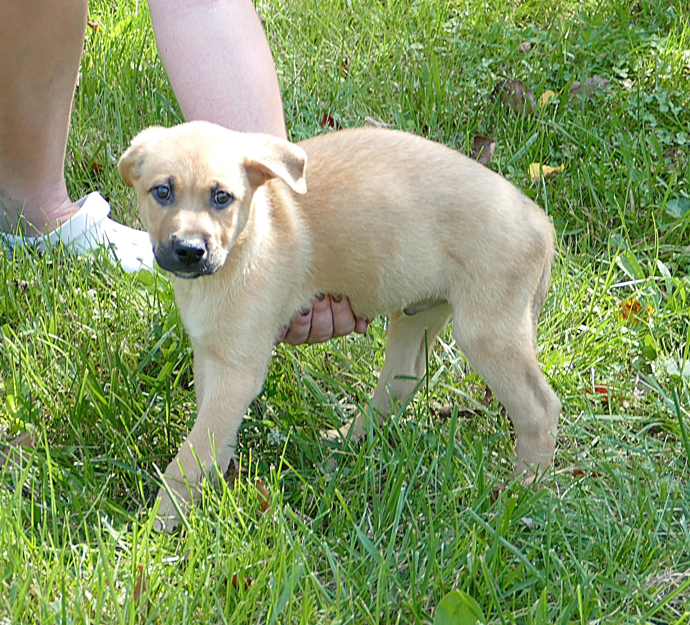 ROCKET, an adopted mixed breed in Beechbottom, WV image 5/5