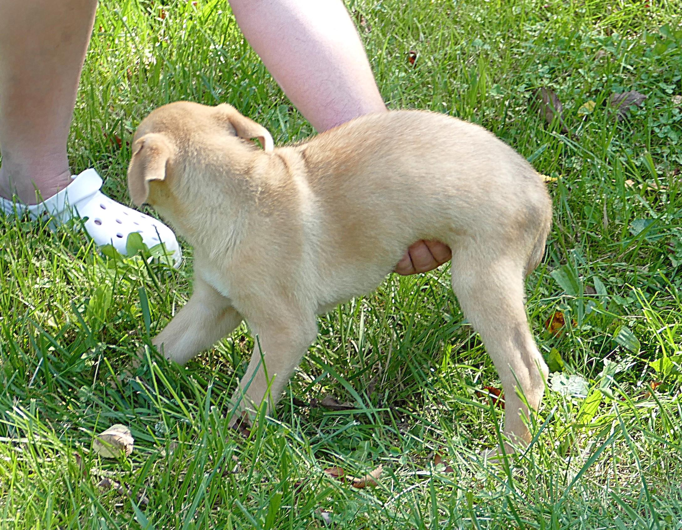 ROCKET, an adopted mixed breed in Beechbottom, WV image 2/5