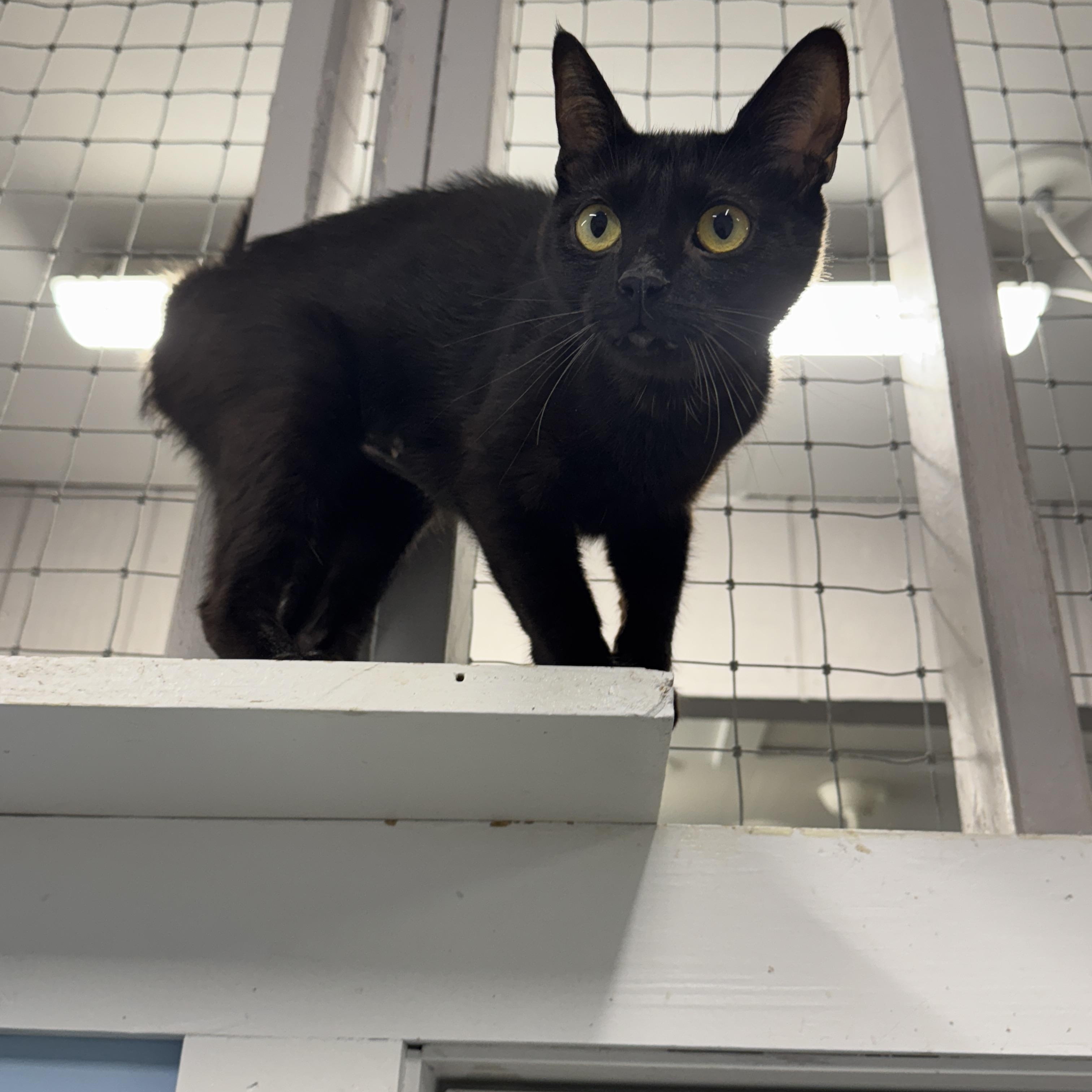 Mulan, a Adoptable Domestic Short Hair in Wayland, MI image 1/2