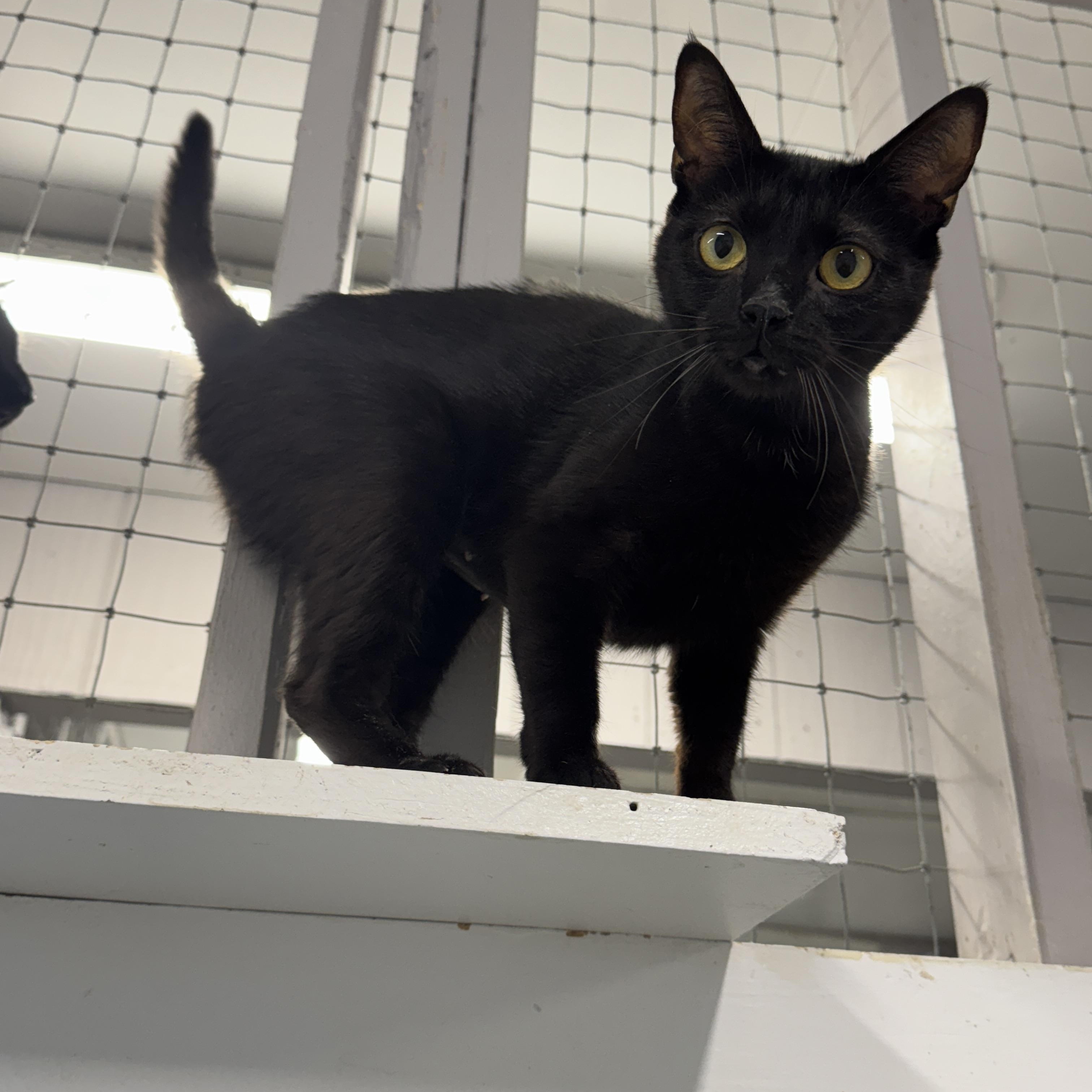 Mulan, a Adoptable Domestic Short Hair in Wayland, MI image 2/2